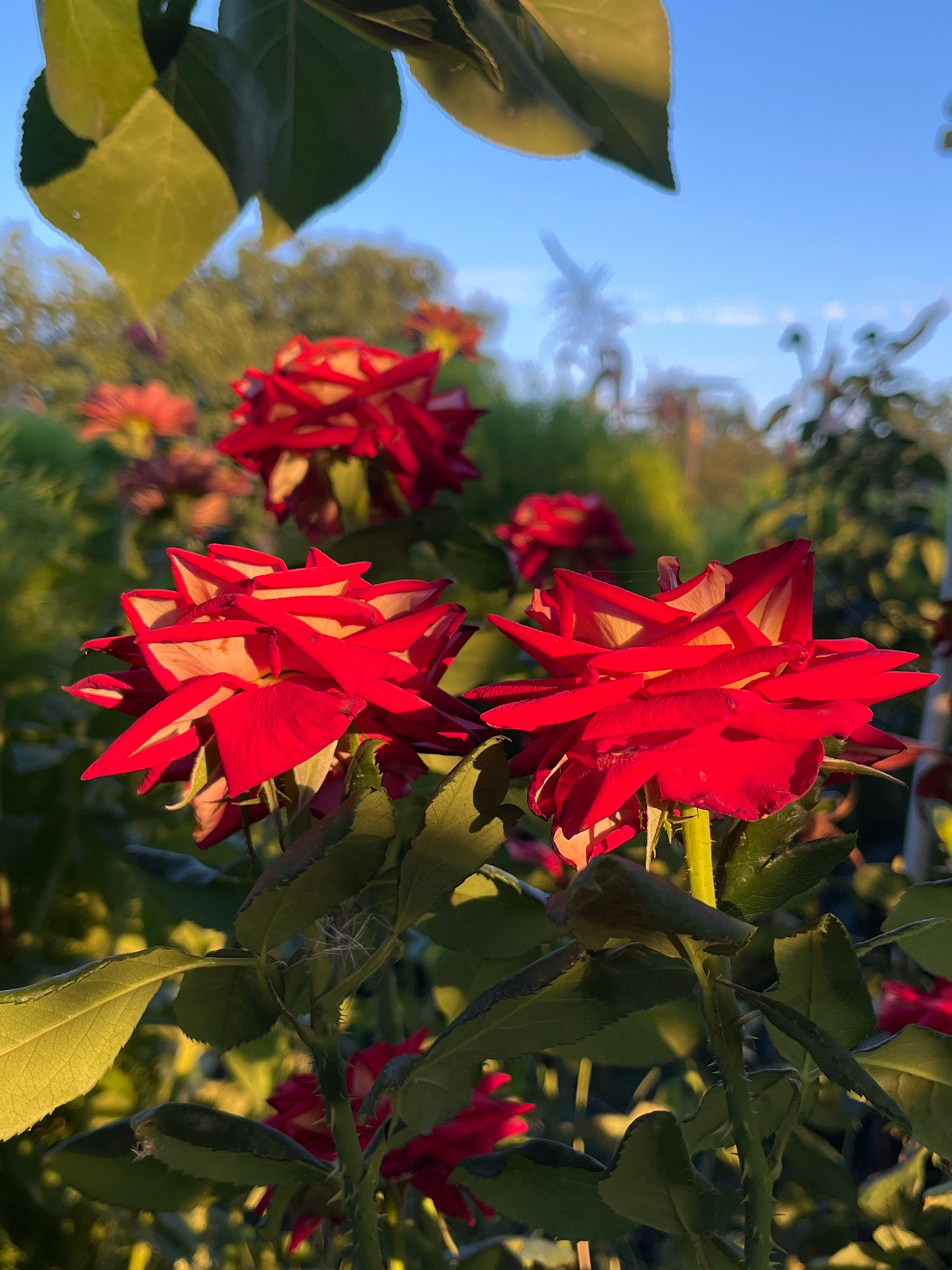 This is a close-up, low-angle shot of two red roses in bloom, positioned in the foreground. The roses have vibrant red petals with creamy yellow edges. Their stems are green and spiky. Behind them, several other red roses and lush green foliage are visible, creating a bokeh effect that blurs the background. The sky above is a clear, bright blue. The lighting suggests it is either early morning or late afternoon, with the sun casting a warm glow on the scene. The setting appears to be a garden or park, likely outdoors. There are no people or animals present in the image.