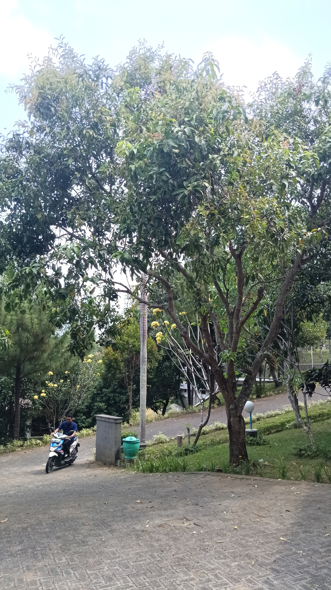 The image depicts an outdoor scene in Bobang, Indonesia. In the foreground, a man is riding a white and blue motorcycle on a paved walkway. The man is wearing a dark blue shirt and appears to be looking forward. To the left of the walkway, a person is visible near a trash can. The walkway leads uphill, surrounded by lush greenery. Various trees with dense foliage dominate the background, with some bearing green fruit. The sky above is bright and overcast. The overall environment appears to be a park or a residential area with well-maintained landscaping.