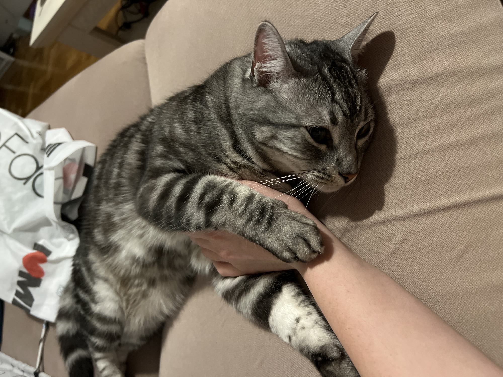 A gray tabby cat lies on a beige couch, holding a person's arm with its paws. A shopping bag with lettering and a red heart design is partially visible to the left of the cat. The scene appears to be indoors. There is no indication of the city of Boreti, Montenegro.