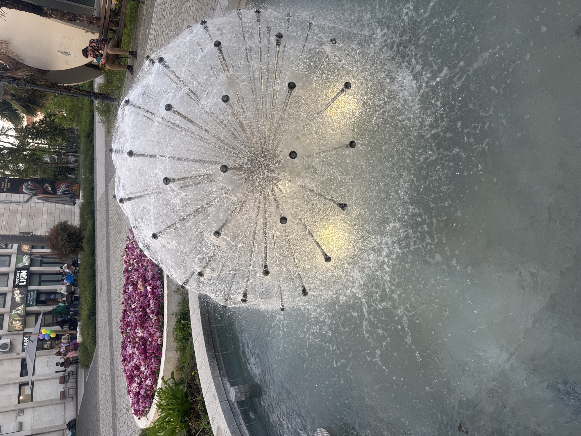 The image depicts a "dandelion" water fountain in Plovdiv, Bulgaria. The fountain, central to the frame, features multiple nozzles spraying water outwards, creating a spherical shape. The water collects in a shallow pool below.
To the left of the fountain, a flower bed is filled with vibrant purple flowers. Further to the left, a pedestrian area is visible, with people seated at outdoor tables outside a restaurant called "Zoo Cafe Lion" indicated by the signage on a building. A person is seated on a bench near the fountain. The surroundings suggest an urban, public space, with building architecture visible in the background.