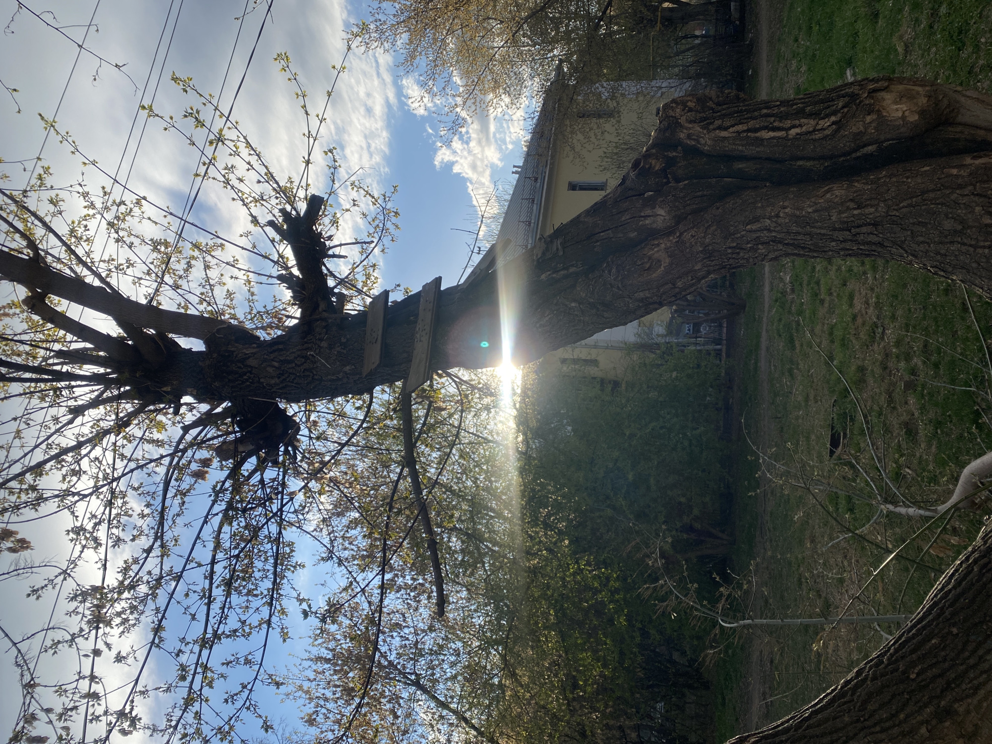 A landscape image captures an upward view through tree branches towards a bright sky. A large, textured tree trunk with rough bark dominates the lower-right foreground, extending diagonally upwards and to the left. Its branches, some appearing thick and pruned, are adorned with abundant light green, new spring leaves, indicating the season. Several thin, dark wires crisscross the upper-left portion of the sky above the foliage.
In the mid-ground, a horizontal wooden structure, resembling a makeshift ladder or platform, is attached to another tree, positioned centrally. The sun, partially obscured by branches, is located in the mid-right of the frame, casting a strong, radiant sunbeam and a prominent lens flare that diagonally crosses the image. The background features a bright blue sky with scattered white, wispy clouds.
To the upper-right, a light-colored building with a visible roofline and a single window can be seen through the branches. Below the trees, in the lower-left background, patches of green grass and darker earth are visible. The scene suggests a serene, sunny daytime, likely early morning or late afternoon given the sun's angle, in an urban or suburban environment like a park, backyard, or residential area. No specific activity is occurring, and there is no visible text.