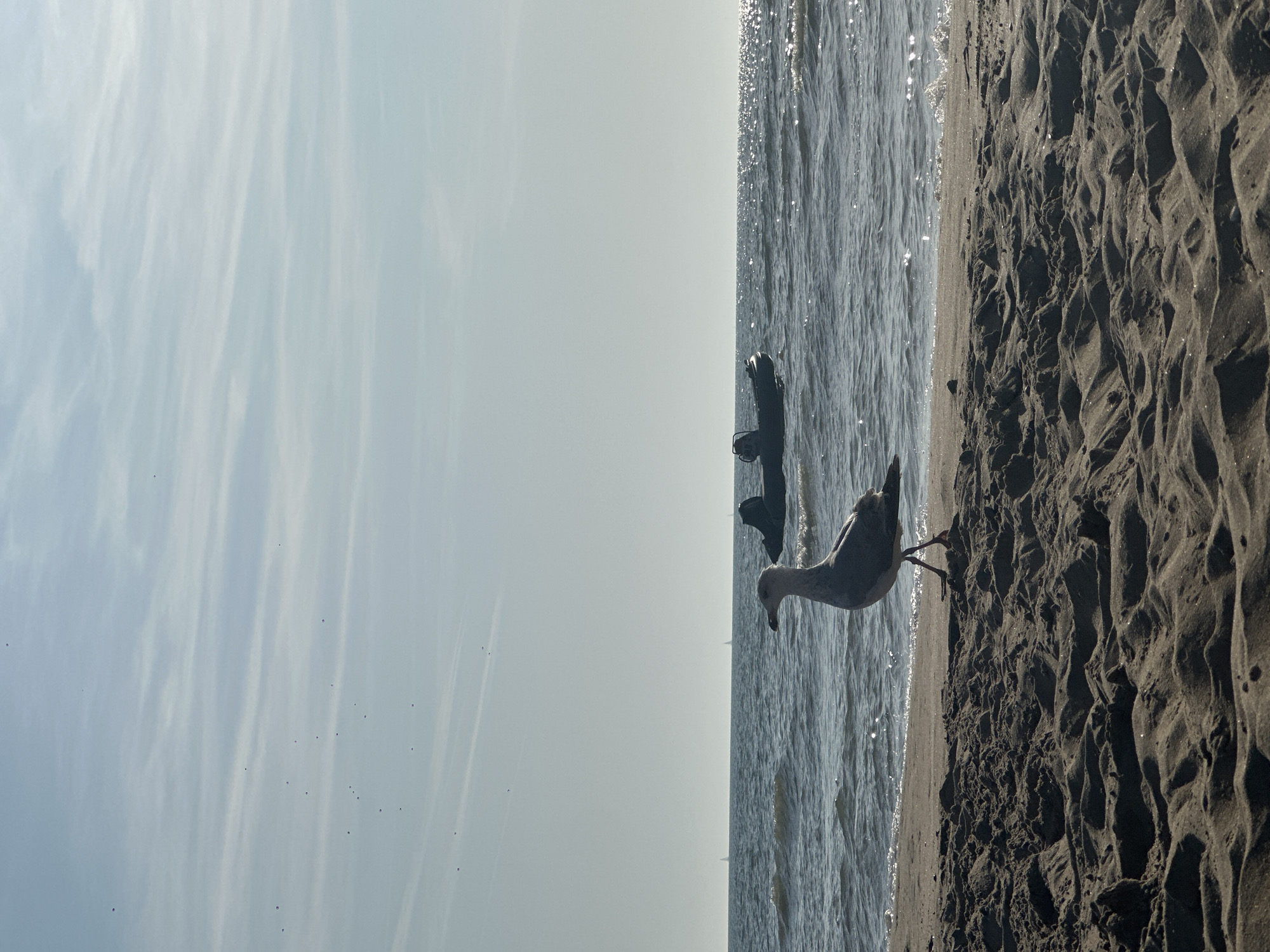 A seagull stands on the sandy shore of Zandvoort beach, Netherlands, with the North Sea in the background. The sky is a pale blue with faint wisps of clouds. Two boats are visible on the water, and the sun reflects off the choppy waves. The sand in the foreground is textured with small dunes and ripples.
