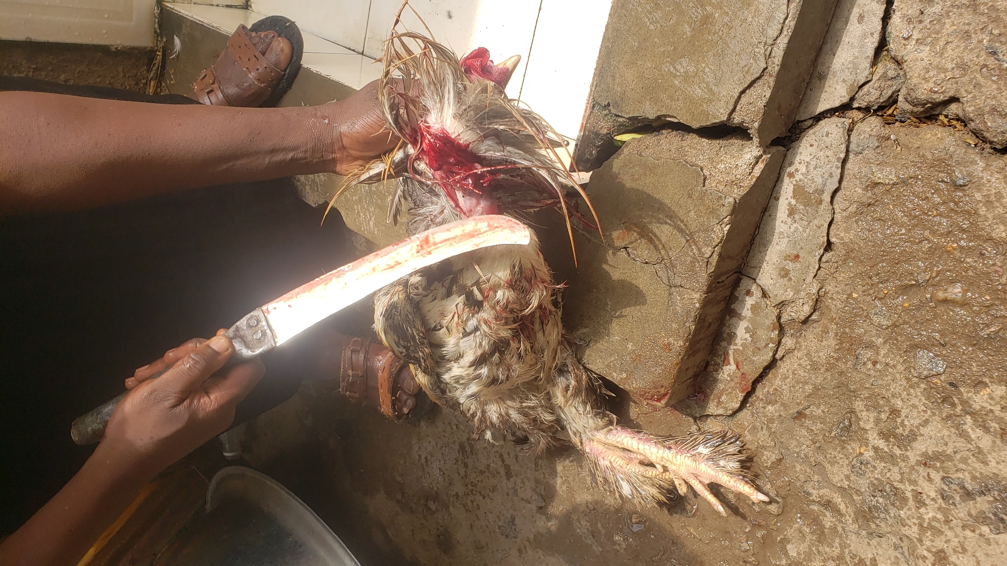 The image captures an outdoor scene of a person butchering a chicken. The main subjects are a dark-skinned arm and hand holding a large, well-used knife or machete, and a chicken that appears to have just been slaughtered. The chicken is lying on a rough, wet concrete and dirt surface, with its neck visibly cut and bleeding, and feathers ruffled and blood-stained around the head and upper body.
The activity taking place is the processing of the chicken, likely for consumption. The hand is positioned as if either making a cut or holding the chicken steady. The setting appears to be an informal outdoor area, possibly a backyard or a processing spot, characterized by cracked concrete slabs and patches of wet, reddish-brown earth. A glimpse of a white tiled wall is visible in the upper left, suggesting proximity to a building. Bright natural light indicates it is daytime. A person's foot, wearing a brown leather sandal, is visible in the upper left corner. Part of a metal basin or pot can be seen in the lower left. There is no visible text in the image. The scene is a direct depiction of food preparation in the context of Sabon Tasha, Nigeria.