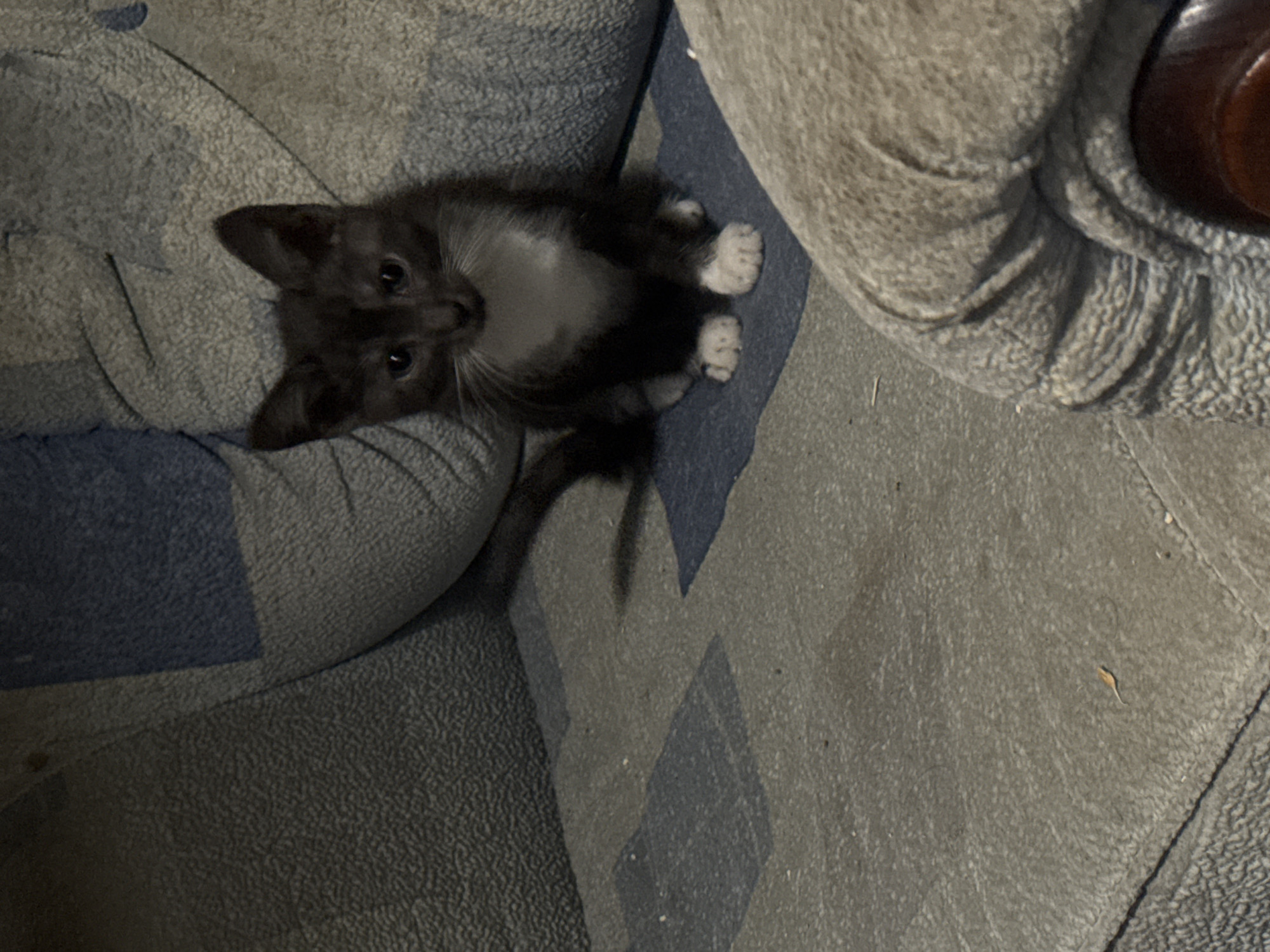A small, gray and white kitten is sitting on a textured, blue and gray patterned sofa. The kitten is looking directly at the camera with its ears perked up. Its front paws are white and appear to be tucked under its chest. The sofa is large and appears to be in a living room. The lighting in the image is dim.
