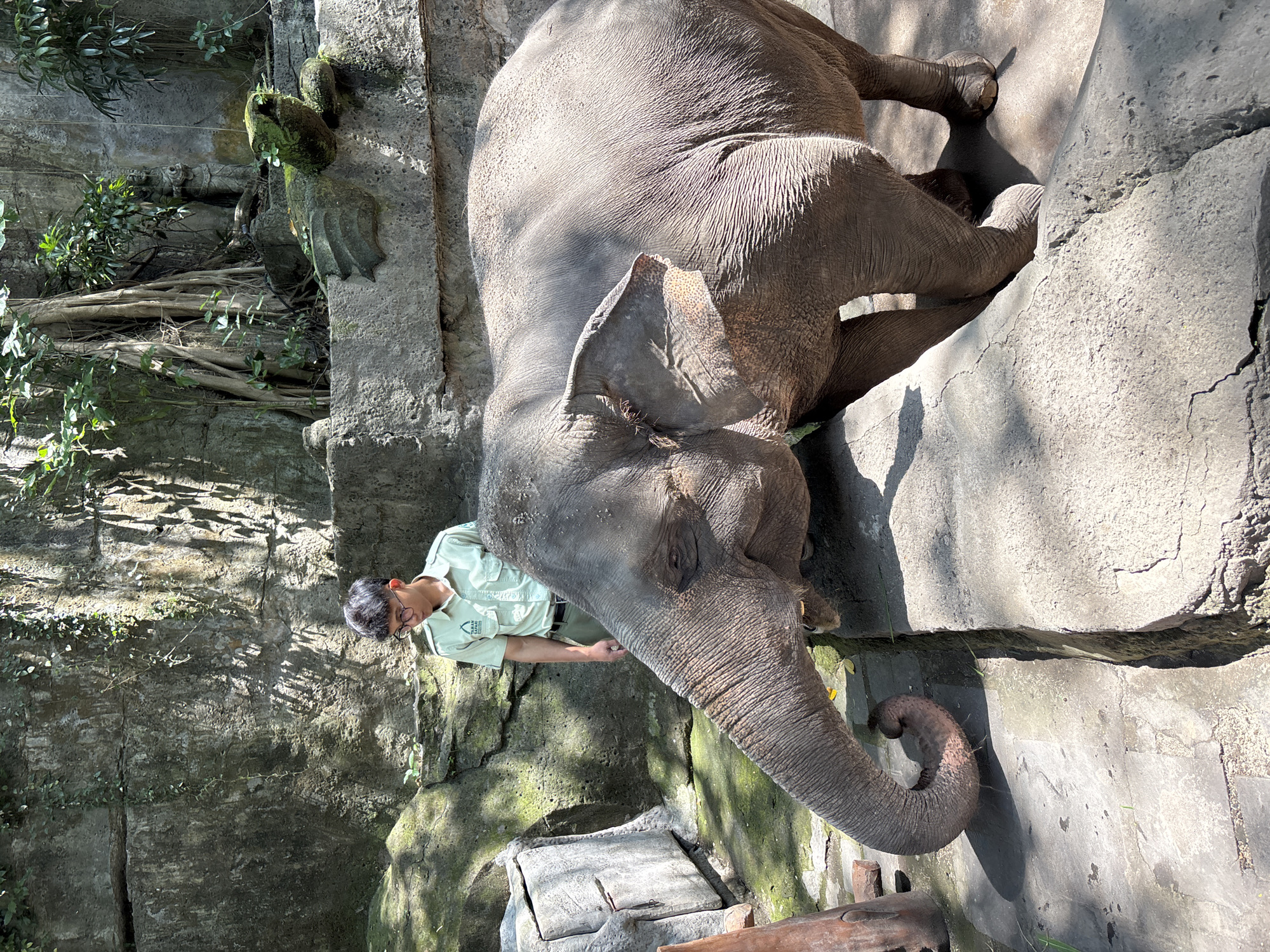 In Blahbatuh, Indonesia, an elephant stands near a stone wall in what appears to be a zoo or animal sanctuary. A person wearing a light green uniform with a logo on the left breast pocket stands behind the elephant. The elephant's trunk is extended and curved downwards, with its head lowered. The environment features large stone structures and greenery, suggesting a naturalistic enclosure. The lighting indicates a sunny day.