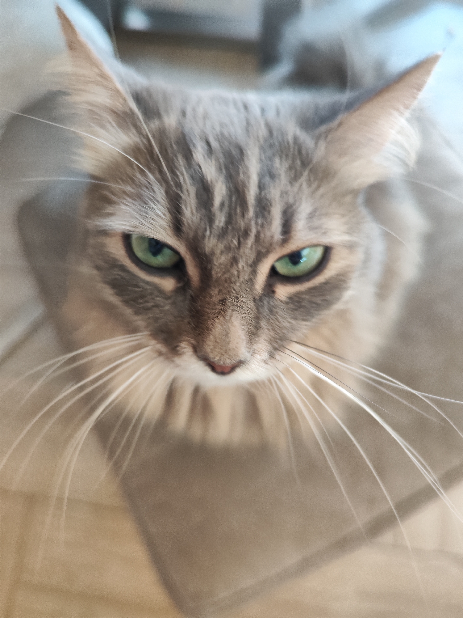 A close-up, high-angle shot features a grey tabby cat with intense green eyes and long, white whiskers. The cat's face is the focal point, with its nose centered in the frame. The background is a soft, out-of-focus beige color, likely the floor or a piece of furniture. There are no identifiable features that would indicate the location is Chaikovsky, Russia, or any city for that matter. The cat is the sole subject. There is no evidence of any action or interaction. The environment is undefined due to the shallow depth of field.