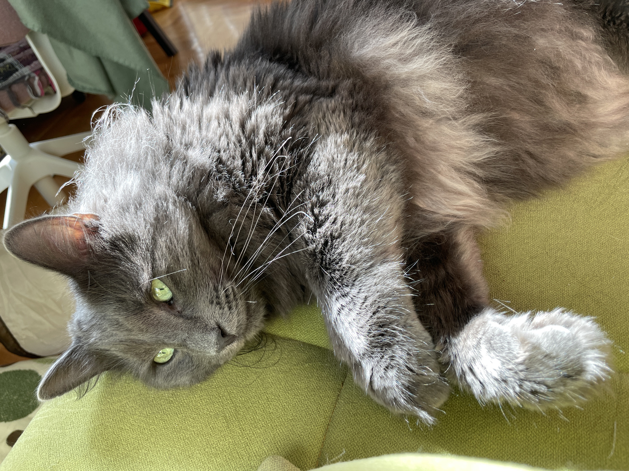 A gray cat with green eyes is lying on a green surface. The cat has long fur and whiskers. The surface appears to be a chair or cushion. The location in the city of Boreti, Montenegro is not discernible from the image.
