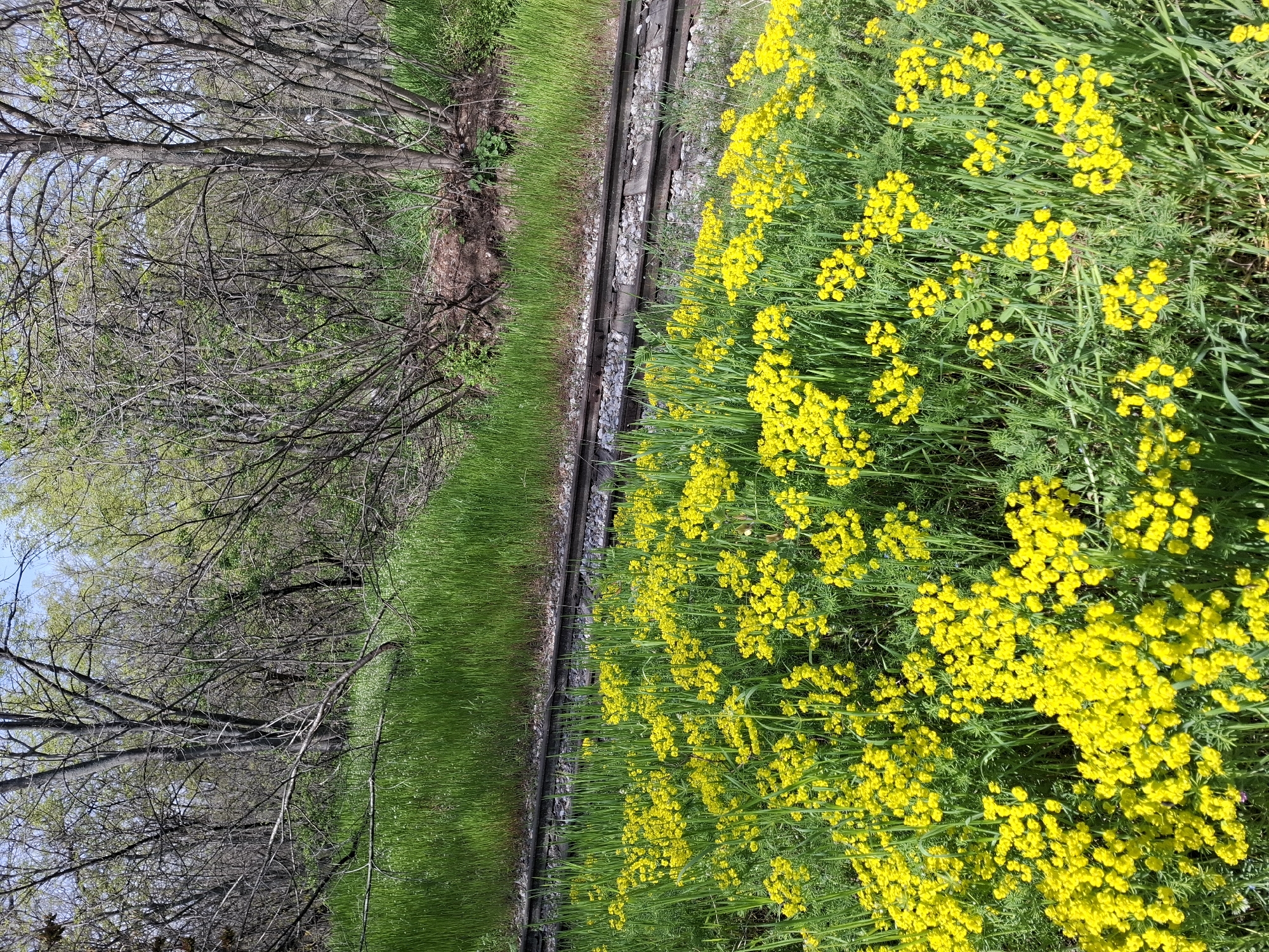 The image captures a vibrant outdoor scene dominated by nature, centered around a section of railway tracks. In the foreground and extending towards the mid-ground on the right side, there is a dense cluster of bright yellow flowers with numerous small blooms, interspersed with lush green foliage. These flowers create a striking contrast with the surrounding greenery.
Running horizontally across the mid-ground are railway tracks, consisting of dark wooden sleepers (ties) and metal rails, set amidst grey gravel ballast. To the left of the tracks, a strip of vibrant green grass stretches towards a line of trees in the background.
The trees are mostly bare-branched, showcasing intricate patterns of twigs and branches, but also exhibit hints of new green leaves, suggesting early spring or early summer. A light blue sky is visible through the tree canopy. The overall lighting is bright and natural, indicating daytime, possibly under a clear or partly cloudy sky. No harsh shadows are present.
There are no people, animals, or specific activities depicted. The scene is static, focusing on the natural environment and man-made railway infrastructure. No discernible text is visible within the image. While the location context states Plovdiv, Bulgaria, there are no specific visual cues in the image itself to confirm this geographic location. The scene evokes a sense of renewal and natural beauty.