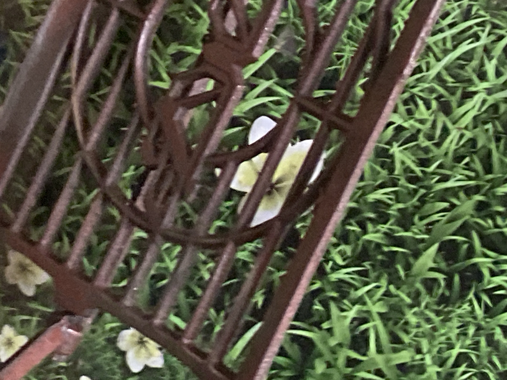 The image displays a close-up of a rusty metal grate positioned over green grass and scattered white and yellow flowers. The grate is dark brown and appears to be made of cast iron, with a decorative pattern visible in the center. The grass is lush and appears somewhat overgrown. Several small flowers with white petals and yellow centers are visible, some peeking through the openings of the grate. The scene suggests an outdoor setting, possibly a garden or park. There are no people or animals present in the image. The image was captured in Jauro Yinu, Nigeria.