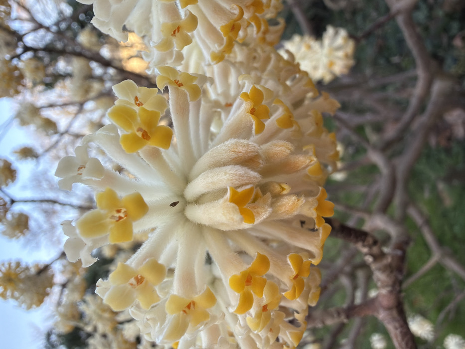 A close-up captures a cluster of delicate Edgeworthia chrysantha flowers, also known as the paperbush plant. Creamy white, elongated stems radiate from the center, each tipped with small, vibrant yellow, star-shaped blossoms. The background is blurred with more blooms and brown branches, suggesting a natural, outdoor setting. The overall composition highlights the unique texture and color contrast of the plant.
