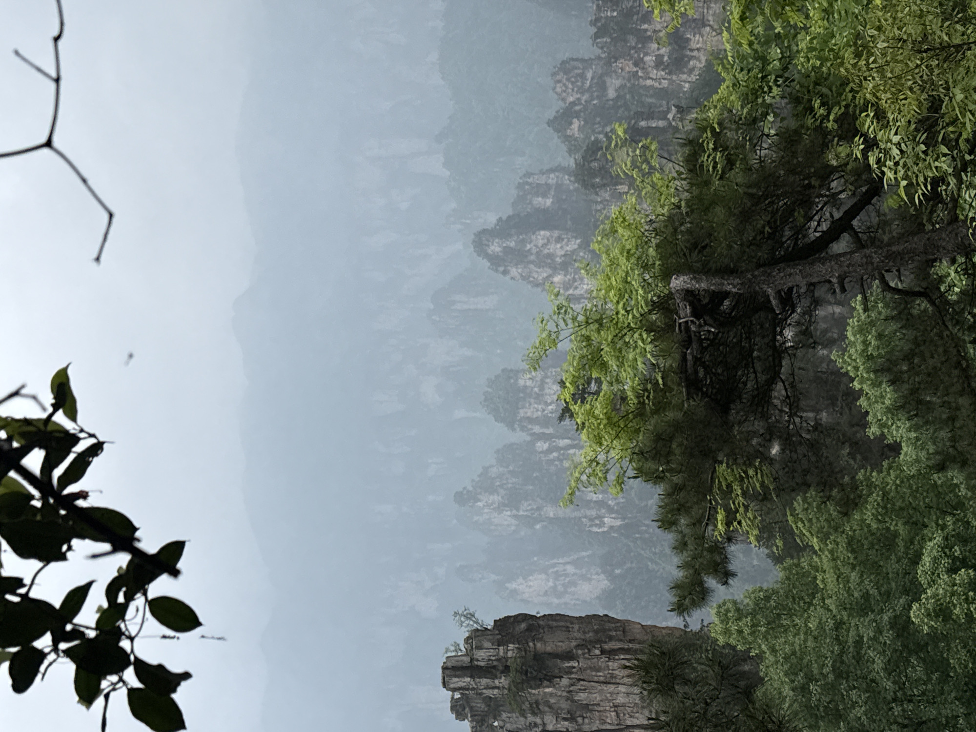 The image shows a hazy, mountainous landscape in Wulingyuan, China. Jagged rock formations rise in the distance, partially obscured by mist. Lush green vegetation is prominent in the foreground, with trees and foliage draping over the edges of cliffs. A barren tree branch extends into the upper left corner. The image appears to be taken from a lower vantage point, looking up at the towering scenery.