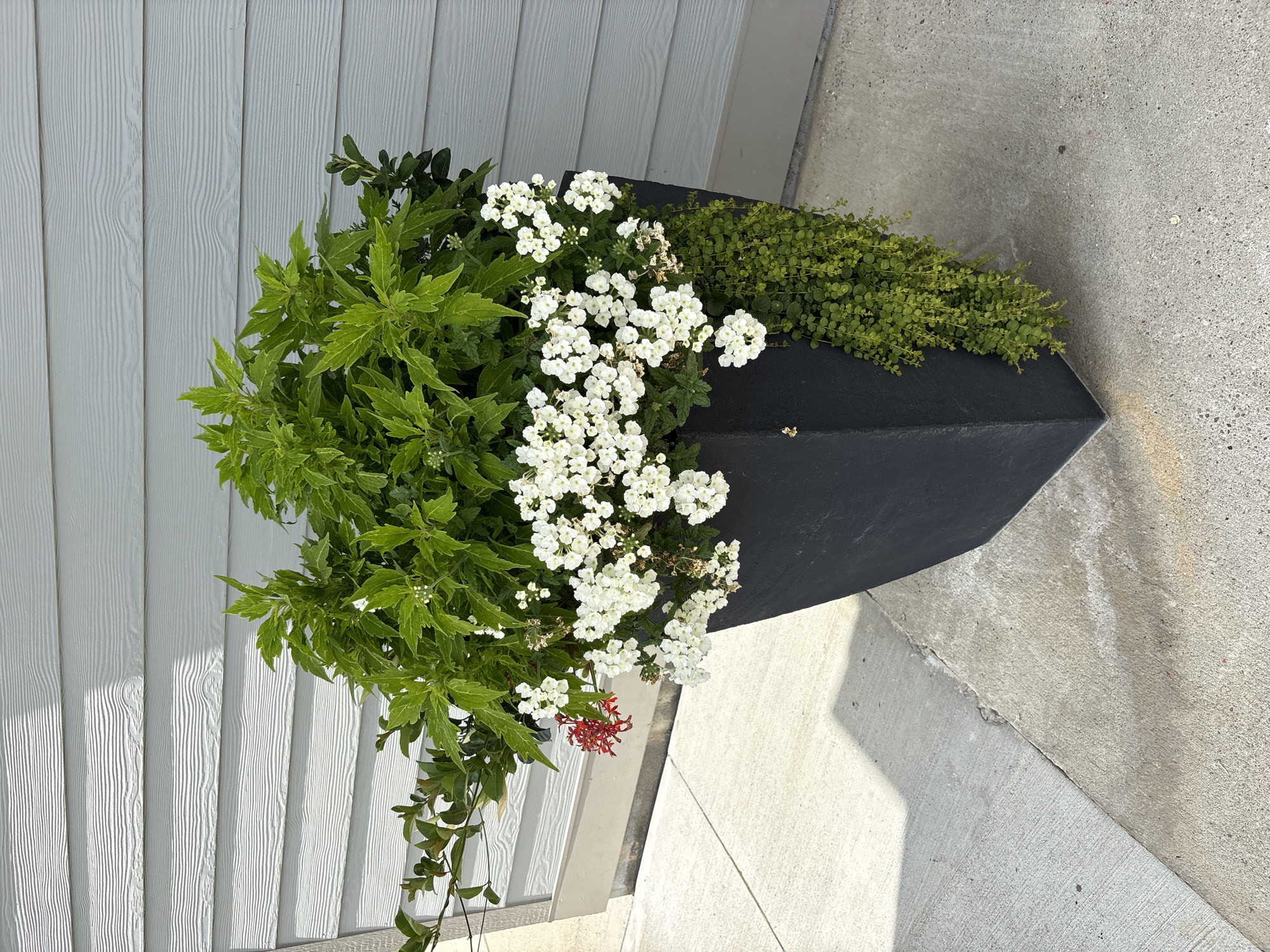 An outdoor shot shows a large, modern, dark gray rectangular planter filled with plants against a light gray horizontally-paneled wall. The planter is positioned on a concrete surface, with a shadow cast diagonally from the left. The plants in the planter include a tall green leafy plant at the back, clusters of small white flowers in the middle, a few small red flowers, and a trailing vine of small green leaves on the right side, cascading down the planter. The wall has horizontal grooves and a section of lighter gray trim at the bottom. The scene appears to be located in Wilmore, United States of America, likely an exterior residential or commercial area.