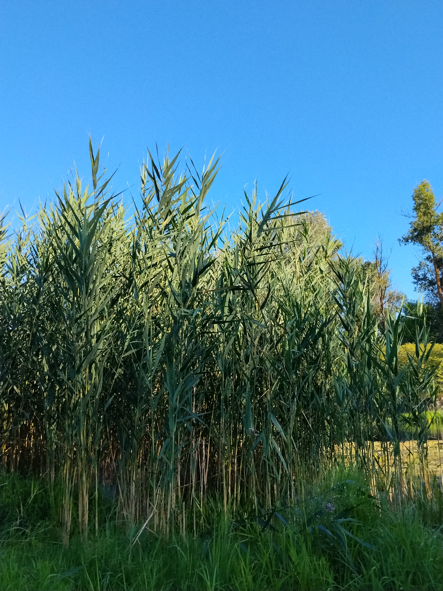 A dense thicket of tall, green reeds dominates the foreground of the image, reaching towards a clear, bright blue sky. The reeds are lush and varied in height, with some stalks taller than others, creating a textured wall of foliage. Beneath the reeds, shorter green grass grows, with some dried stalks interspersed. In the background, beyond the reeds, a line of trees is visible, their leaves appearing in shades of green and grey. To the far right, a tall, slender evergreen tree stands out against the sky. The overall impression is of a natural, uncultivated outdoor environment. The image does not depict any people or specific landmarks that would confirm its location in Ustyvytsia, Ukraine.