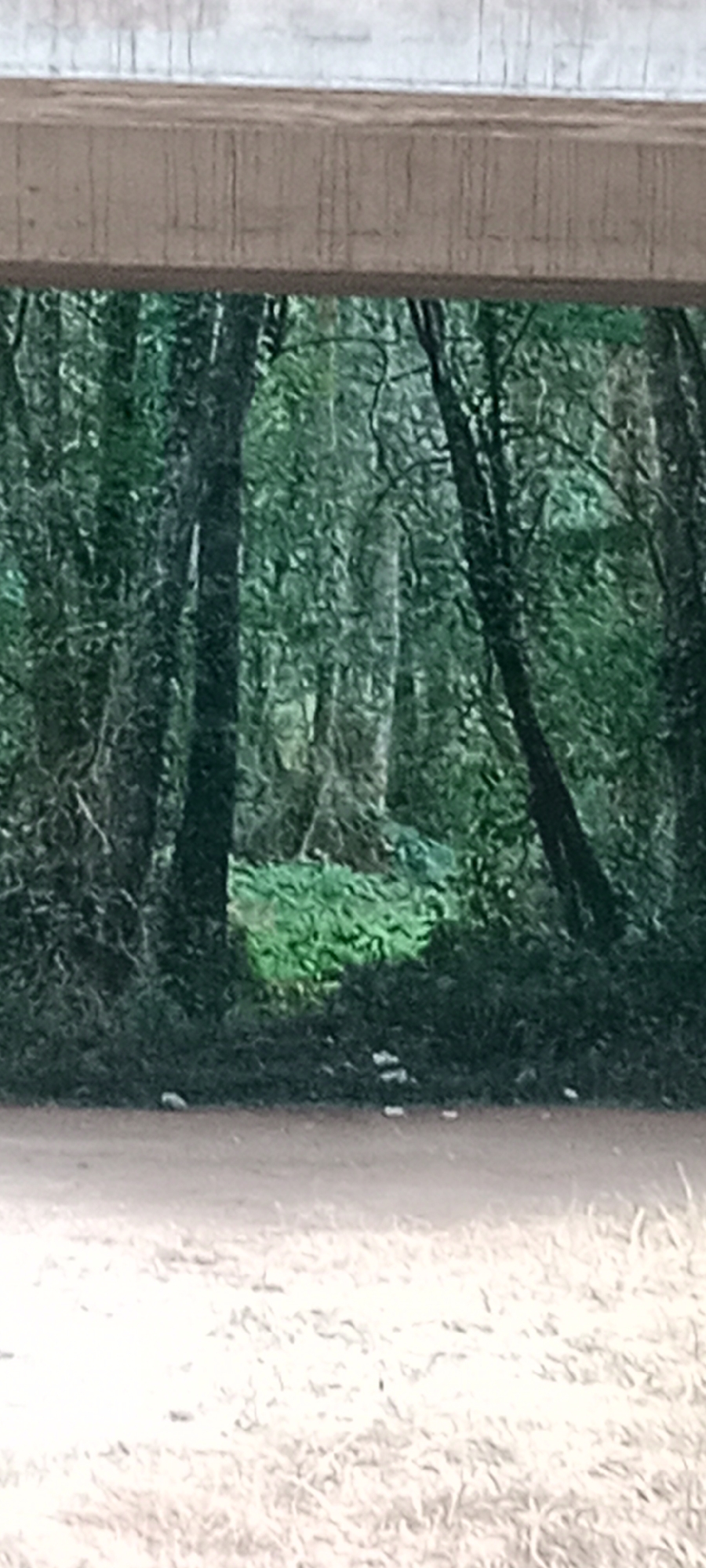 The image depicts a view through an opening in a concrete structure, possibly a bridge or overpass, revealing a dense forest. The forest floor in the foreground is covered with dry grass and dirt, with some small white debris scattered about. The opening in the structure frames a section of the forest where vibrant green foliage is visible, illuminated by what appears to be a spotlight or natural light source. The trees in the forest are tall and closely spaced, with dark trunks and a canopy of green leaves. The overall impression is that of a natural scene viewed from an urban or man-made environment. The location is stated to be in the city of O Corgo, Spain.