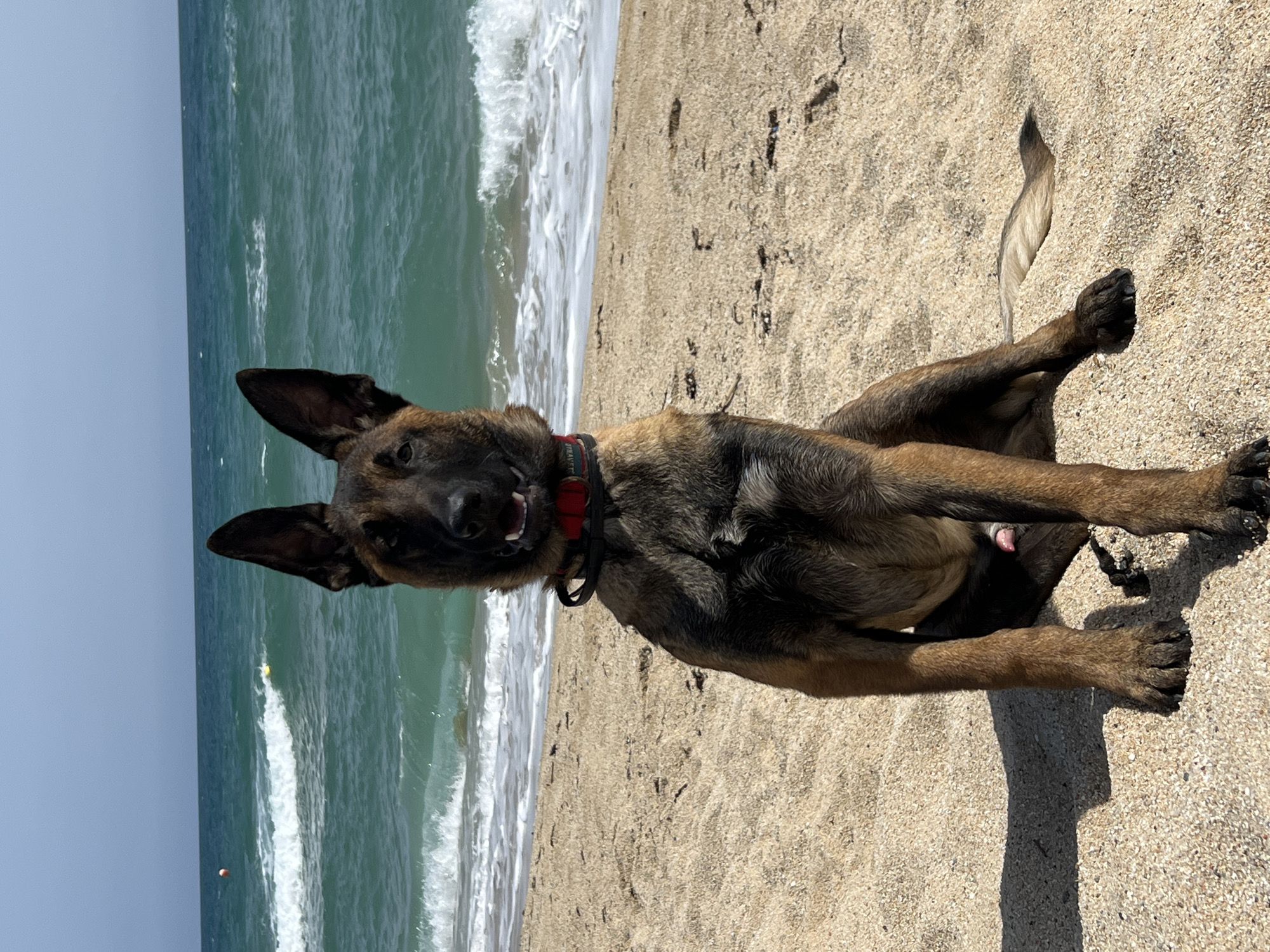 A male dog, appearing to be a Belgian Malinois or a similar shepherd breed, is prominently featured lying on its side on a sandy beach. The dog faces the camera with its mouth slightly open, showing teeth and tongue, suggesting a happy or panting expression. It has dark brown and black fur with lighter tan markings and wears a red collar with some indistinct text visible. One of its hind legs is raised, and its male anatomy is visible.
The setting is a sunny beach in El Masnou, Spain, with light brown sand that shows small pebbles and traces of footprints. Behind the dog, the turquoise-blue ocean stretches out under a clear, light blue sky. Gentle white-capped waves are breaking near the shore. Small, indistinct floating objects, possibly buoys or balls, are visible in the distant water. Strong shadows cast by the dog indicate bright daylight, likely midday. The image is oriented vertically, making the ocean horizon appear along the left side of the frame. No other individuals or prominent objects are visible, keeping the focus entirely on the dog at the beach.