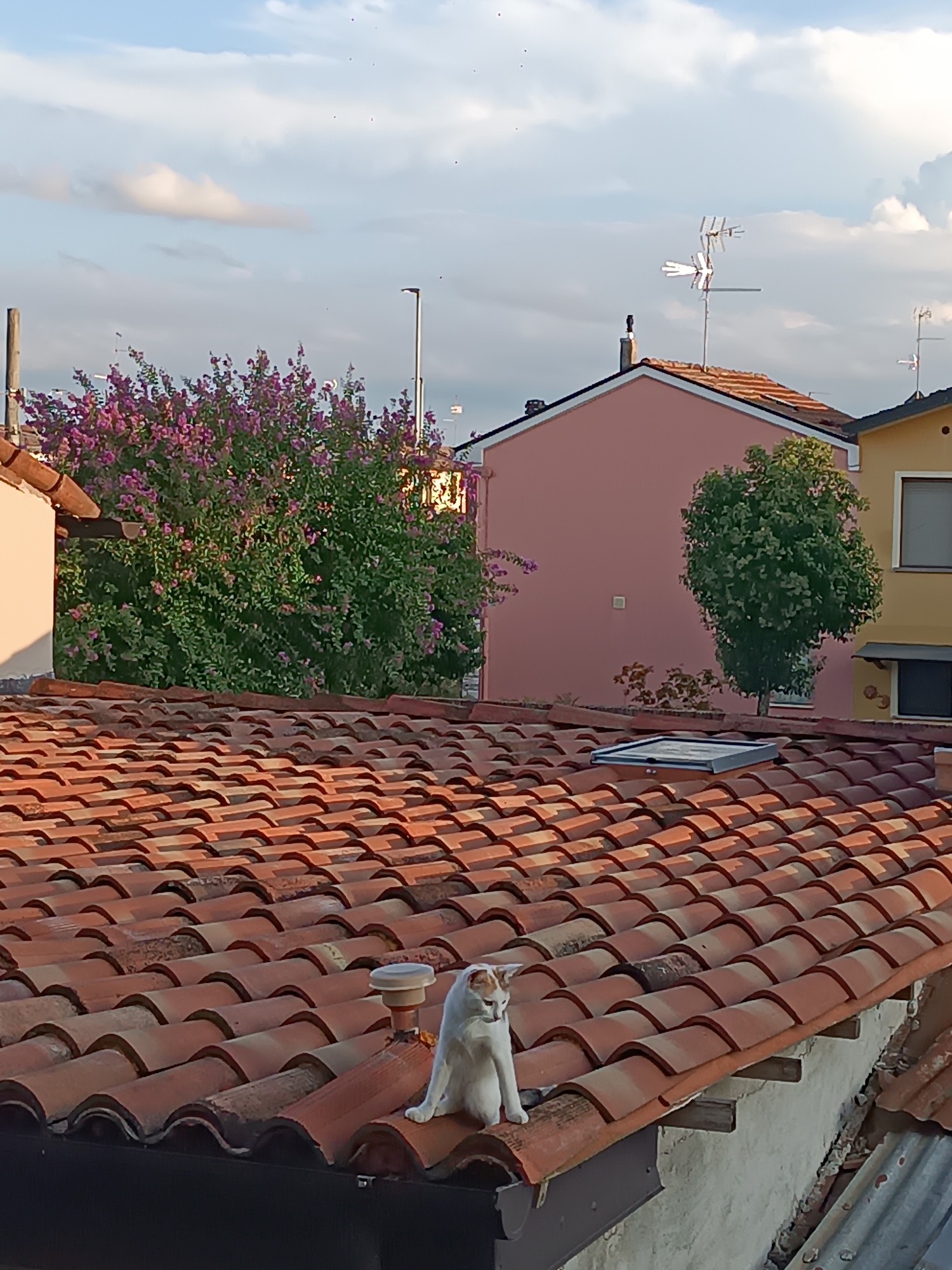 A domestic cat with white and orange fur sits on a tiled rooftop under a cloudy sky in Viadana, Italy. The cat is facing towards the left of the frame, looking downwards. The rooftop is made of red, curved tiles. In the background, there are houses with pink and yellow facades, a dense green tree with some purple flowers, and television antennas. The scene appears to be captured during the daytime, with soft lighting conditions.