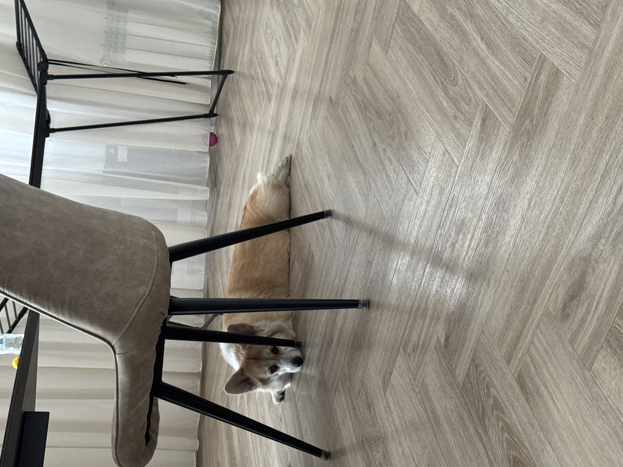 A corgi dog lies on a wood-patterned floor partially beneath a chair. The chair has light brown upholstery and black metal legs. To the left, there are white curtains and a black metal stand. The background floor area is the Krasnoyarsk region of Russia.