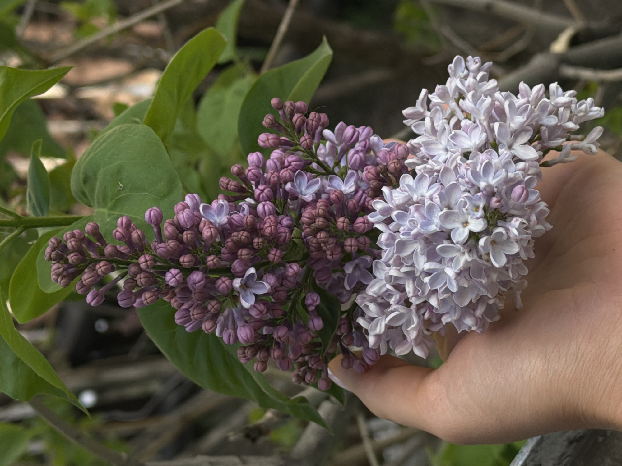 A person's hand is holding two bunches of lilac flowers. One bunch of flowers is a darker purple color, while the other is a lighter lavender shade. Both bunches of flowers are densely packed with small blossoms. The flowers are situated in front of green leaves and blurry brown branches. The location appears to be outdoors. The scene does not directly imply a location in Kazan, Russia, although the subject matter (lilacs) could potentially be consistent with that location.