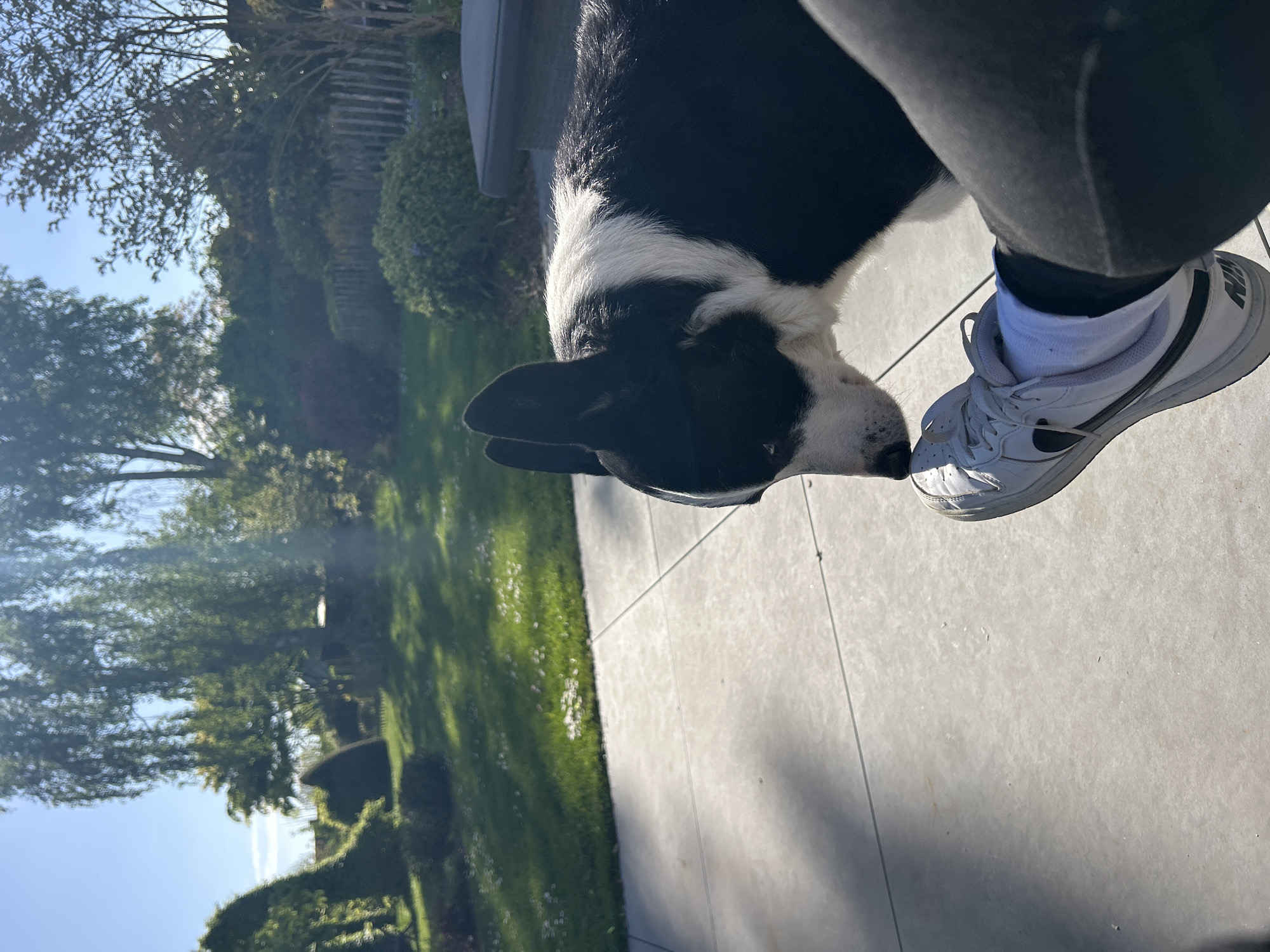 A black and white dog, possibly a Border Collie, is featured in a sunlit outdoor scene, gently nudging a person's white sneaker with its nose. The dog's head and part of its body are visible, with bright sunlight highlighting its fur. The person's lower leg, dressed in black pants and white socks, is visible on the right, wearing a white Nike sneaker with the "NIKE" logo clearly visible on the side.
The ground comprises light-colored paved or tiled surfaces in the foreground and midground, marked by strong shadows suggesting bright sunlight. To the left, a lush green lawn dotted with small white flowers, possibly daisies, extends into the midground. The background is filled with dense green foliage from various trees and bushes, some appearing as hedges. A wooden fence can be partially seen behind the vegetation. The upper left portion of the image reveals a clear blue sky.
The scene depicts a calm interaction between the dog and the person, likely in a garden or backyard. The bright sunlight and clear sky indicate a sunny day, possibly morning or late afternoon. This tranquil outdoor moment takes place in Toufflers, France.