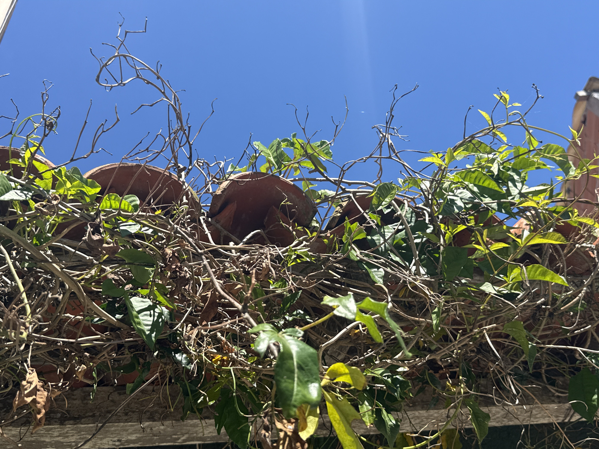 The image captures an upward view of a tangle of dry vines and sparse green leaves against a bright blue sky. Several terracotta pot rims are visible peeking through the foliage, suggesting they are part of a garden or decorative setting. The setting appears to be outdoors, possibly on a rooftop or elevated garden area given the perspective and the presence of what looks like roof tiles. The lighting indicates a sunny day with a slight sun flare in the upper right quadrant of the sky. There are no people or animals present in the scene. The overall impression is one of overgrown nature juxtaposed with man-made elements. The location in Arraial do Cabo, Brazil, implies a warm, possibly coastal environment, which aligns with the lush greenery and bright sky.