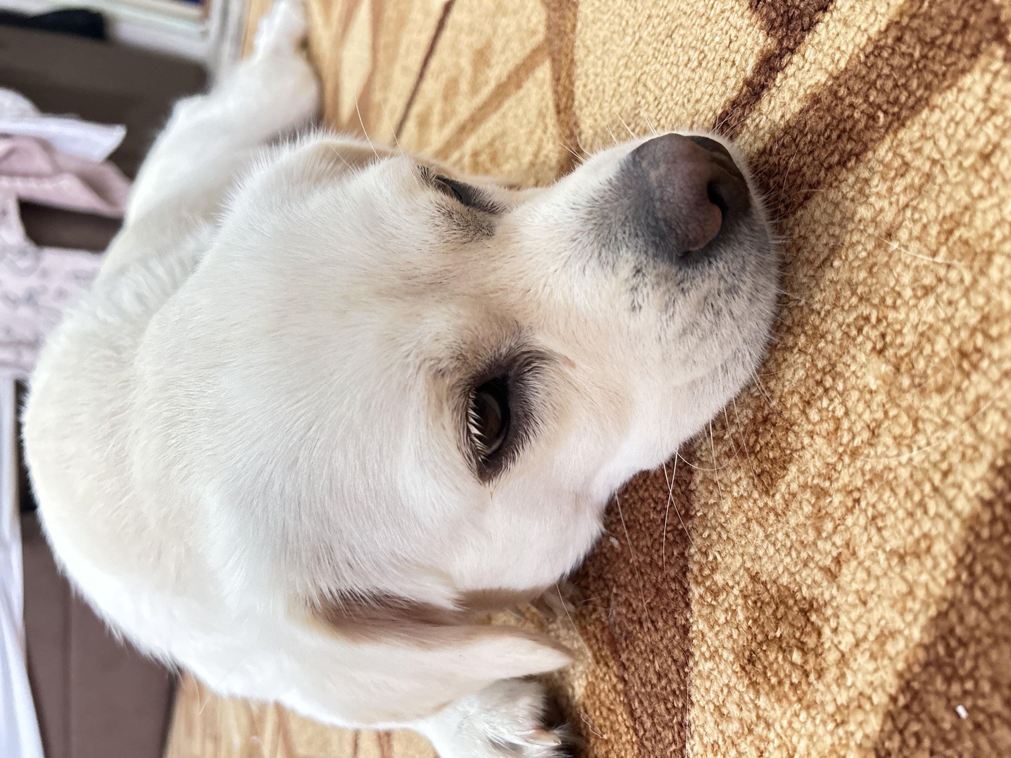 A close-up image captures a white dog, likely a Labrador Retriever or a similar breed, resting indoors on a patterned carpet. The dog's head is prominent in the frame, angled slightly upwards, with its dark, moist nose facing the right. One dark brown eye, partially open, looks towards the viewer, framed by short, dark eyelashes. Its fur is dense, fluffy, and pristine white, with subtle hints of darker shading around the eyes and muzzle. Long, fine white whiskers extend from its snout.
The dog is lying on a textured carpet or rug featuring a warm color palette of beige and varying shades of brown, arranged in broad stripes or geometric patterns. The coarse texture of the carpet fibers is clearly visible. In the blurred background to the upper left, indistinct shapes suggest piled-up light-colored fabrics or laundry, further indicating a domestic environment. The lighting is soft and natural, suggesting the scene takes place during the daytime indoors. The dog appears calm, relaxed, and possibly sleepy or in a state of quiet observation. There is no visible text in the image. The setting is likely indoors in Азинский, Russia.