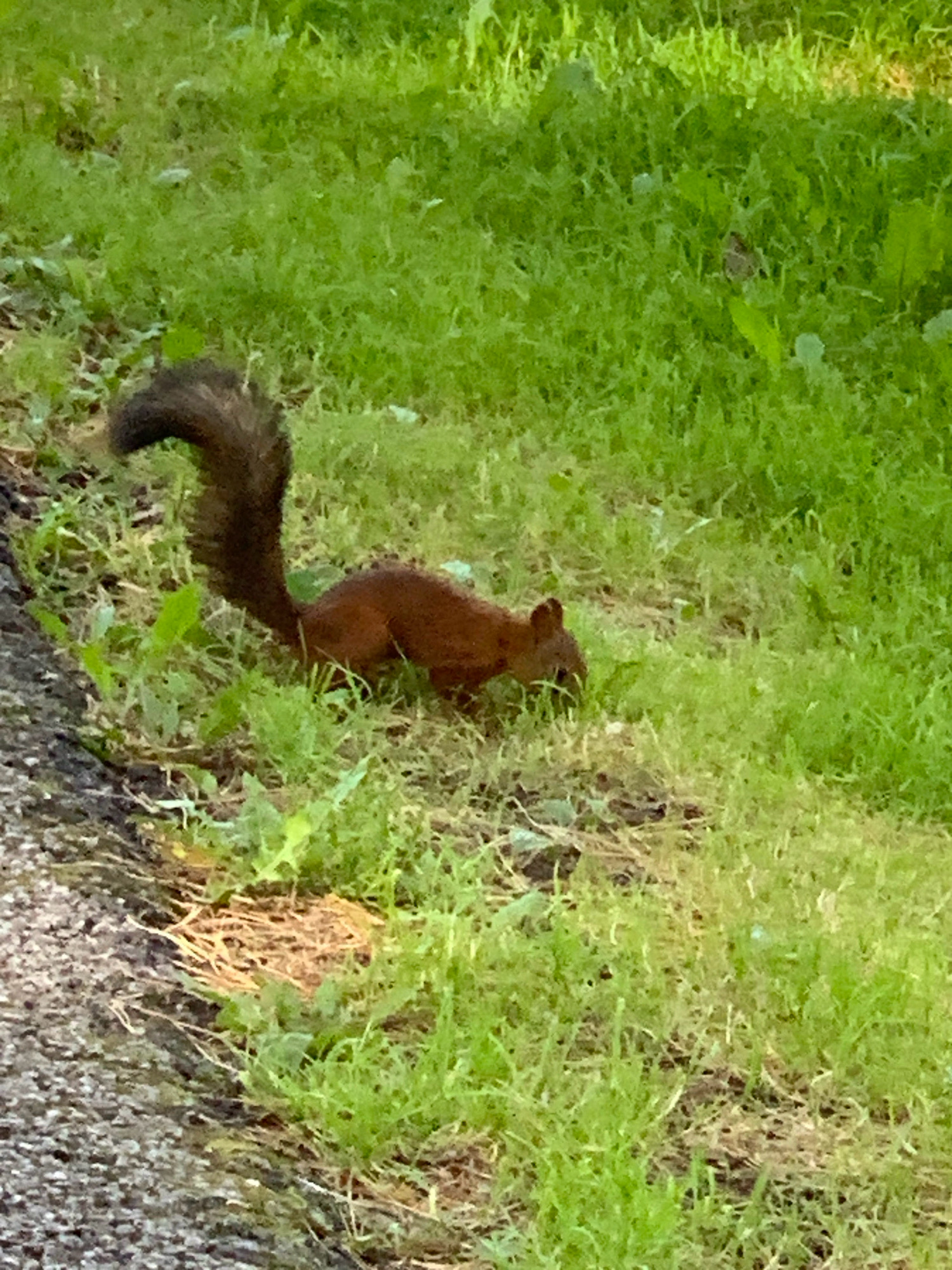 A brown squirrel with a bushy tail is foraging in the grass near a paved area. The squirrel is positioned in the lower center of the frame, facing towards the right with its head down as if searching for food. The environment is predominantly green grass with some patches of dirt and dry leaves. The paved area, on the left side of the image, appears to be a sidewalk or pathway made of small grey stones. There are no people or other animals visible in the image. The lighting suggests it is daytime, with overcast conditions or shade from unseen trees. The scene is outdoors, likely in a park or a naturalized area within a city.