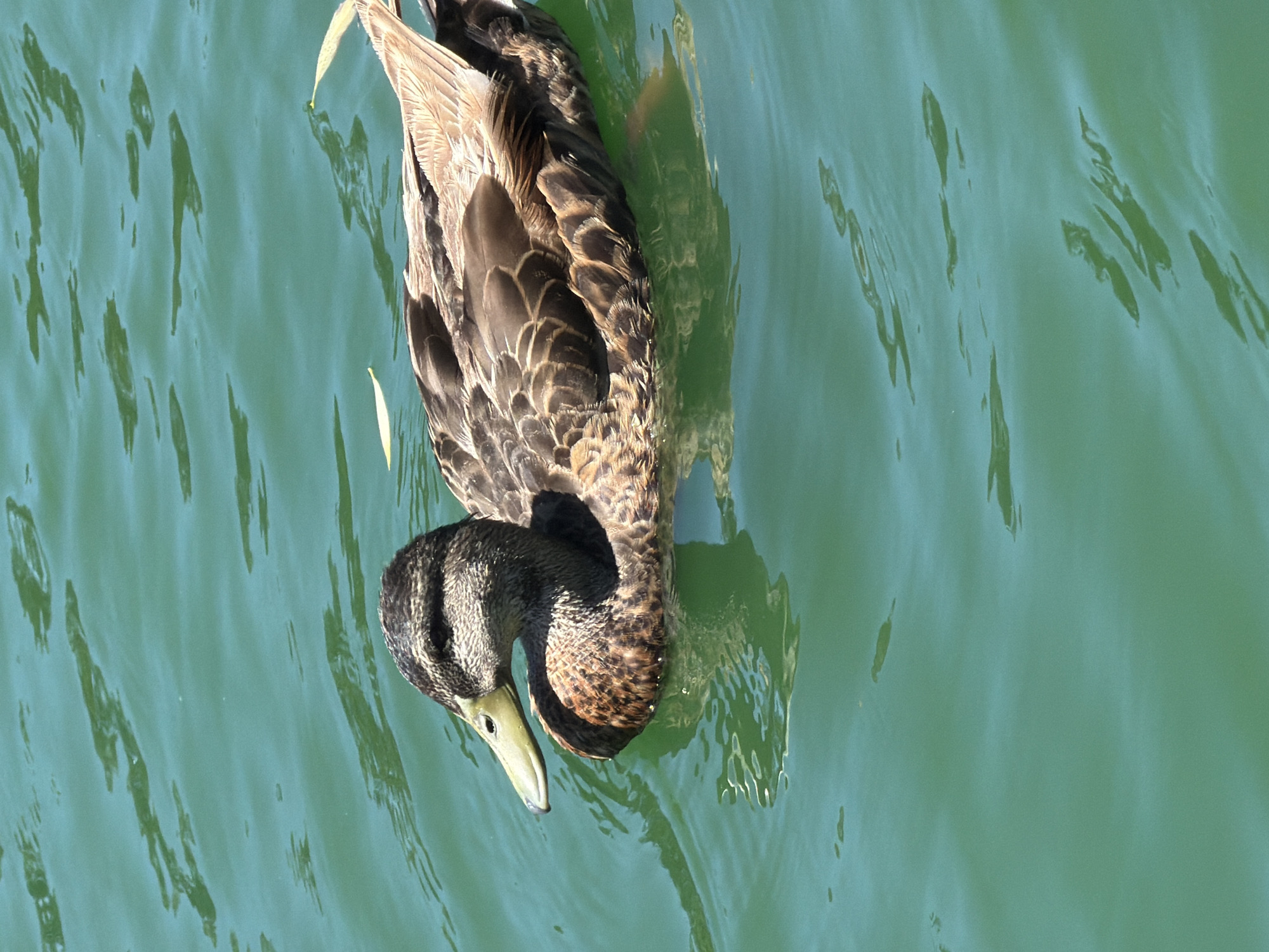 A mallard duck swims in the bright green water of a body of water, likely a pond or lake in San Francisco, United States of America. The duck is facing left, with its head slightly lowered. Its feathers are a mix of brown, black, and white, with iridescent green on its head. The water is rippled, with reflections of the sky and surrounding environment visible. The duck appears to be alone and at ease in its environment.