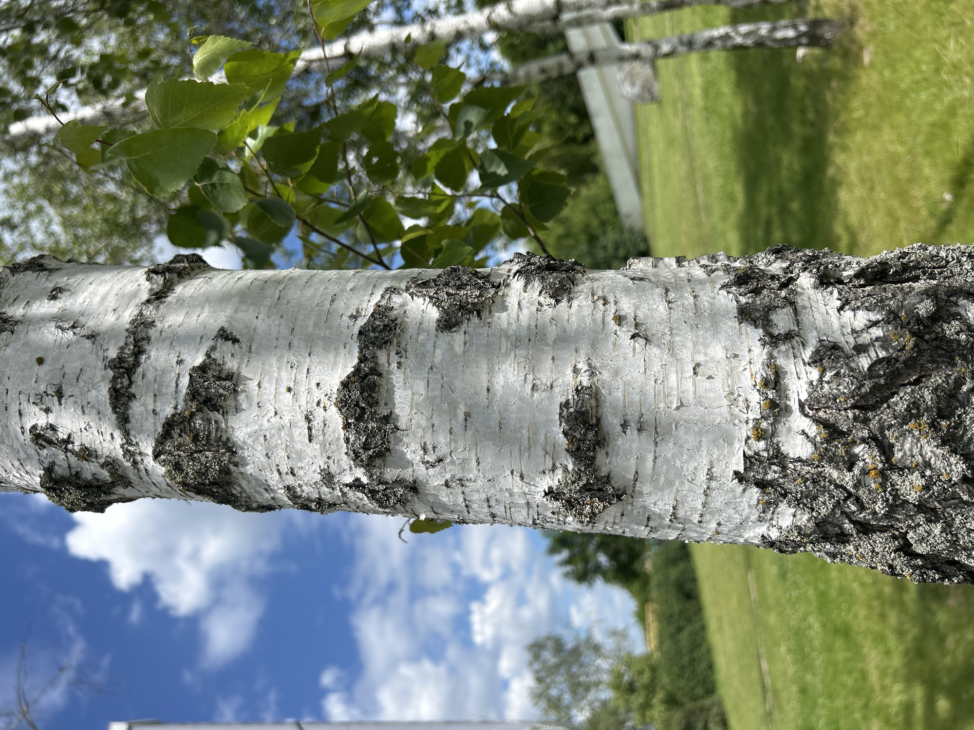 A close-up, low-angle shot focuses on the textured, white bark of a birch tree trunk. The bark is peeling in places and has dark, irregular patches. The background is a blur of green grass and trees under a bright blue sky with fluffy white clouds. To the right, the delicate green leaves of another birch tree are visible. The setting appears to be a park or outdoor recreational area. The location is identified as Bila Tserkva, Ukraine.