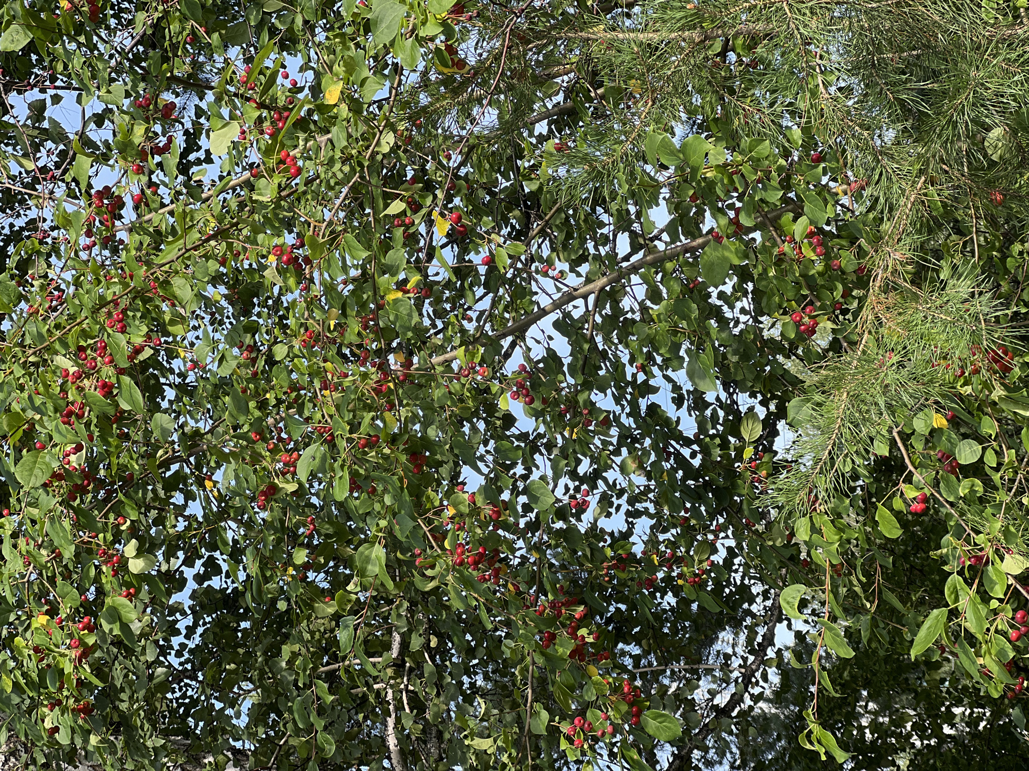 A close-up shot showcases a tree laden with small, red berries, interspersed with green leaves and branches against a bright blue sky. The tree's bark, visible on the left side, appears light-colored and textured, possibly indicating a birch or similar species. To the right, evergreen pine branches with their characteristic needles are visible, suggesting a mixed forest or garden environment. The berries are small, round, and a vibrant red, clustered in abundance along the branches. The lighting suggests a sunny day, with the sunlight filtering through the leaves and casting dappled shadows. The image is a static scene, capturing the natural beauty of the fruiting tree and its surroundings. The location is the city of Krasnoyarsk, Russia.