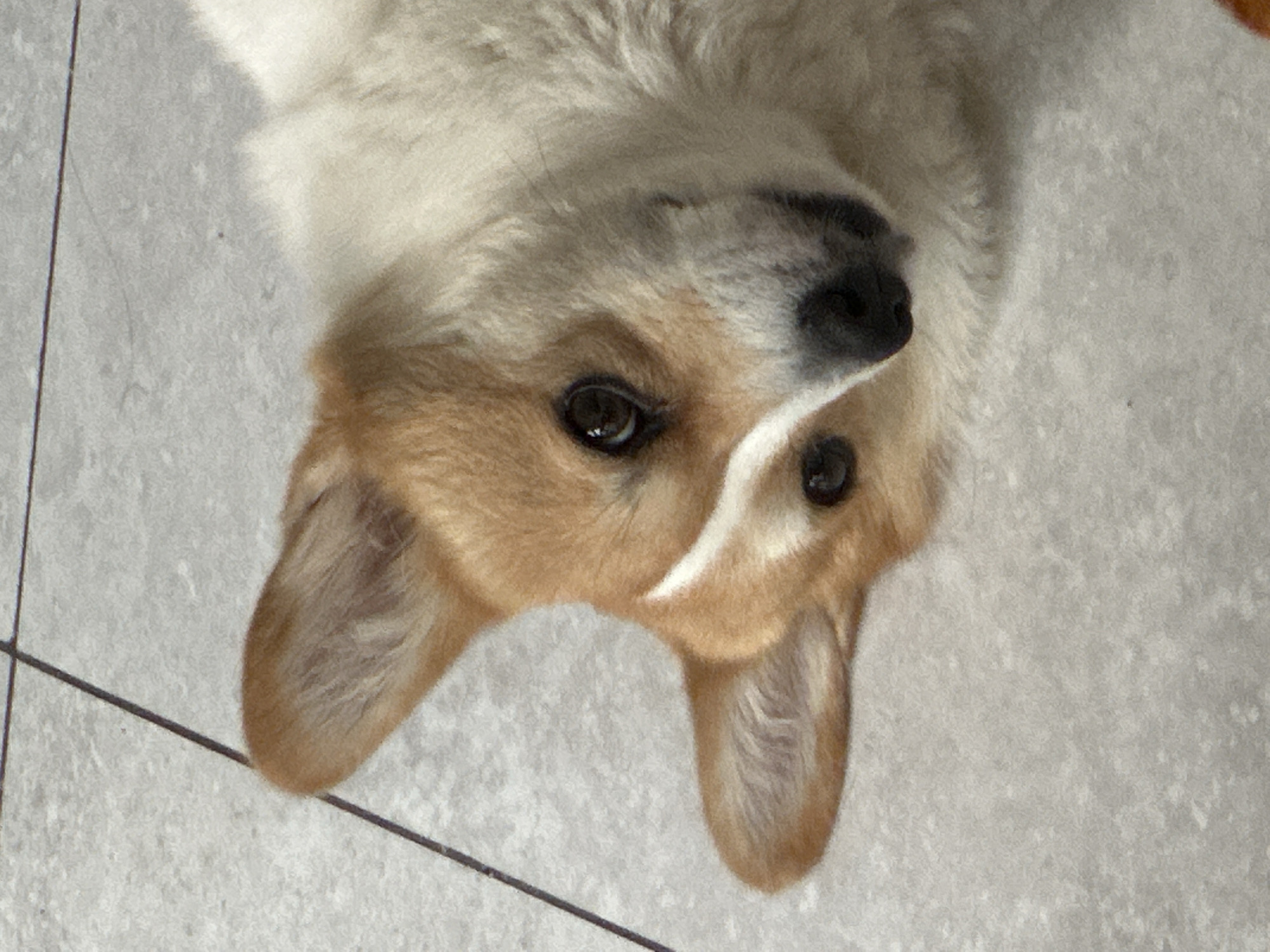 A close-up, upside-down view of a tan and white corgi dog is captured. The dog has brown fur and a black nose with a white stripe going between its eyes. The dog is positioned on a light-colored tile surface with grout lines visible. The location is unknown.