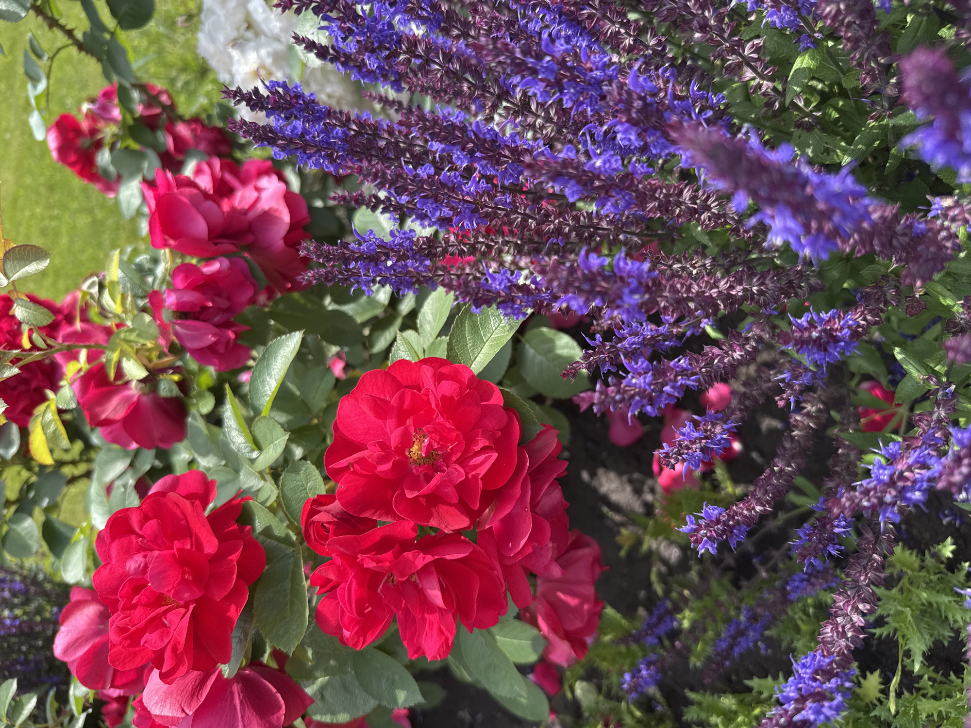 A close-up, vertical shot features a vibrant garden with red roses and purple salvia flowers in Lomonosov, Russia. The red roses, with their layered petals, are prominent in the foreground and mid-ground. They are a deep, rich red, some with hints of darker crimson. Lush green leaves surround the roses. In the right and lower portions of the frame, spikes of purple salvia flowers stand tall, their smaller blooms clustered along the stems. The salvia blooms transition from a deep purple at the base to a lighter, brighter purple towards the tips. The background shows a blurred expanse of green grass, indicating an outdoor setting likely in a park or private garden. The lighting suggests it is daytime, with the sun illuminating the flowers and creating natural highlights. The overall impression is one of a well-tended, colorful flower bed.