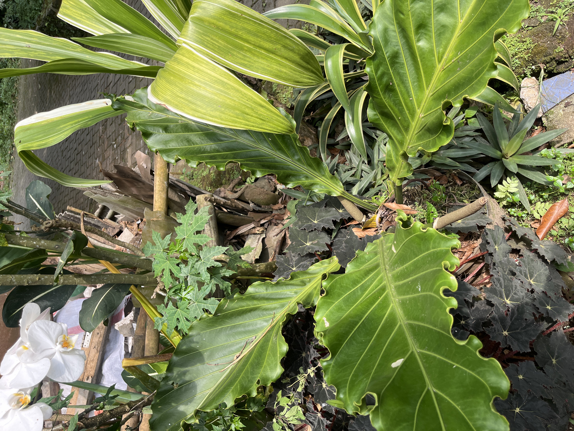 This outdoor shot in Kranggan, Indonesia, shows a collection of diverse plants. Dominating the scene are large, green Anthurium leaves with wavy edges. Adjacent to these are Dracaena plants with yellow-striped leaves. A few small papaya plants with distinctive palmate leaves are visible among other foliage. Nearby are Begonia plants with dark leaves featuring lighter star-like patterns. White orchid flowers appear on the left side, near some bamboo and construction debris. A patch of green grass and small green plants grow in the background.