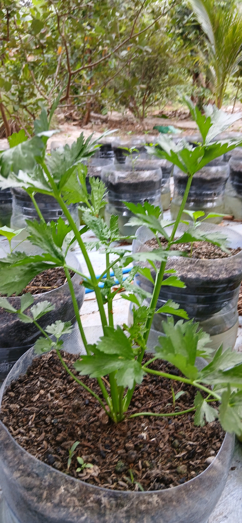 A close-up, eye-level outdoor shot captures a small celery plant growing in a clear plastic container. The plant's vibrant green leaves and thick stalks are the primary focus, positioned slightly off-center to the right. The container is filled with dark, moist soil. In the background, a blurred array of similar plastic containers, likely also holding plants, stretches into the distance. Hints of foliage and tree branches suggest a natural, possibly garden or nursery setting. The lighting is overcast, creating soft shadows. The scene is devoid of any human presence.