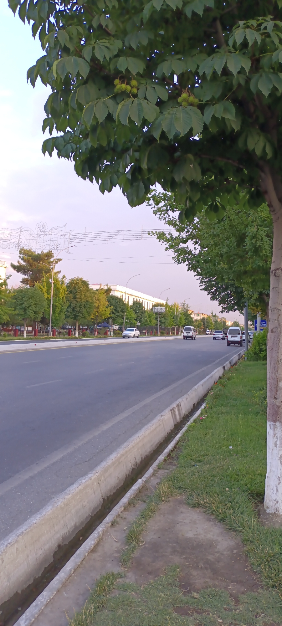 The image shows a street scene in Fergana City, Uzbekistan. A paved road runs horizontally across the frame, with a drainage ditch along the right side. The road has lane markings and several vehicles, including white cars and vans, are visible driving in the distance. The right side of the road is lined with grass and a tree with green leaves and some fruit, possibly conkers, is in the foreground. On the left side of the road, there are more trees, some with lush green foliage, and a long building with white walls and a decorative white structure overhead. The sky is a pale lavender color, suggesting either sunrise or sunset. There are no people clearly visible in the image.