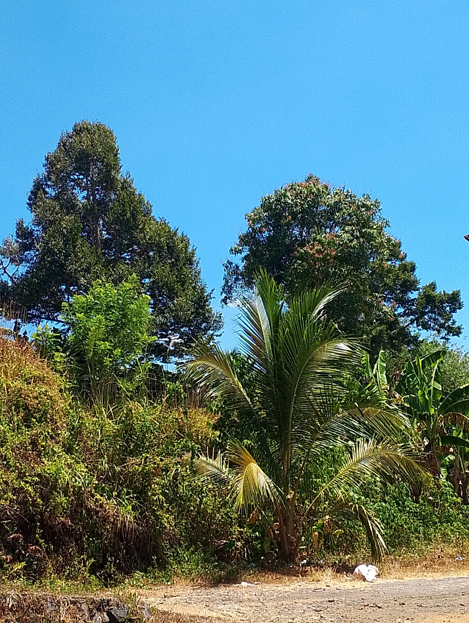 The image depicts a tropical landscape under a clear blue sky. In the foreground, a dirt path is visible, with some dry grass and debris, including a white plastic bag, scattered along its edge. Behind the path, a dense, overgrown hillside is covered in various types of vegetation, including lush green bushes, tall grasses, and what appear to be banana plants. A young coconut palm tree stands prominently in the middle ground, its fronds fanning out. In the background, two large trees dominate the scene. The tree on the left is significantly taller and denser with dark green foliage, while the tree on the right is also large, with a more rounded canopy and some reddish-pink flowering elements. The overall impression is one of a natural, somewhat unkempt environment, characteristic of a rural or undeveloped area. This scene is consistent with the natural beauty found in and around the city of Tomohon, Indonesia, known for its lush volcanic landscapes and rich biodiversity.