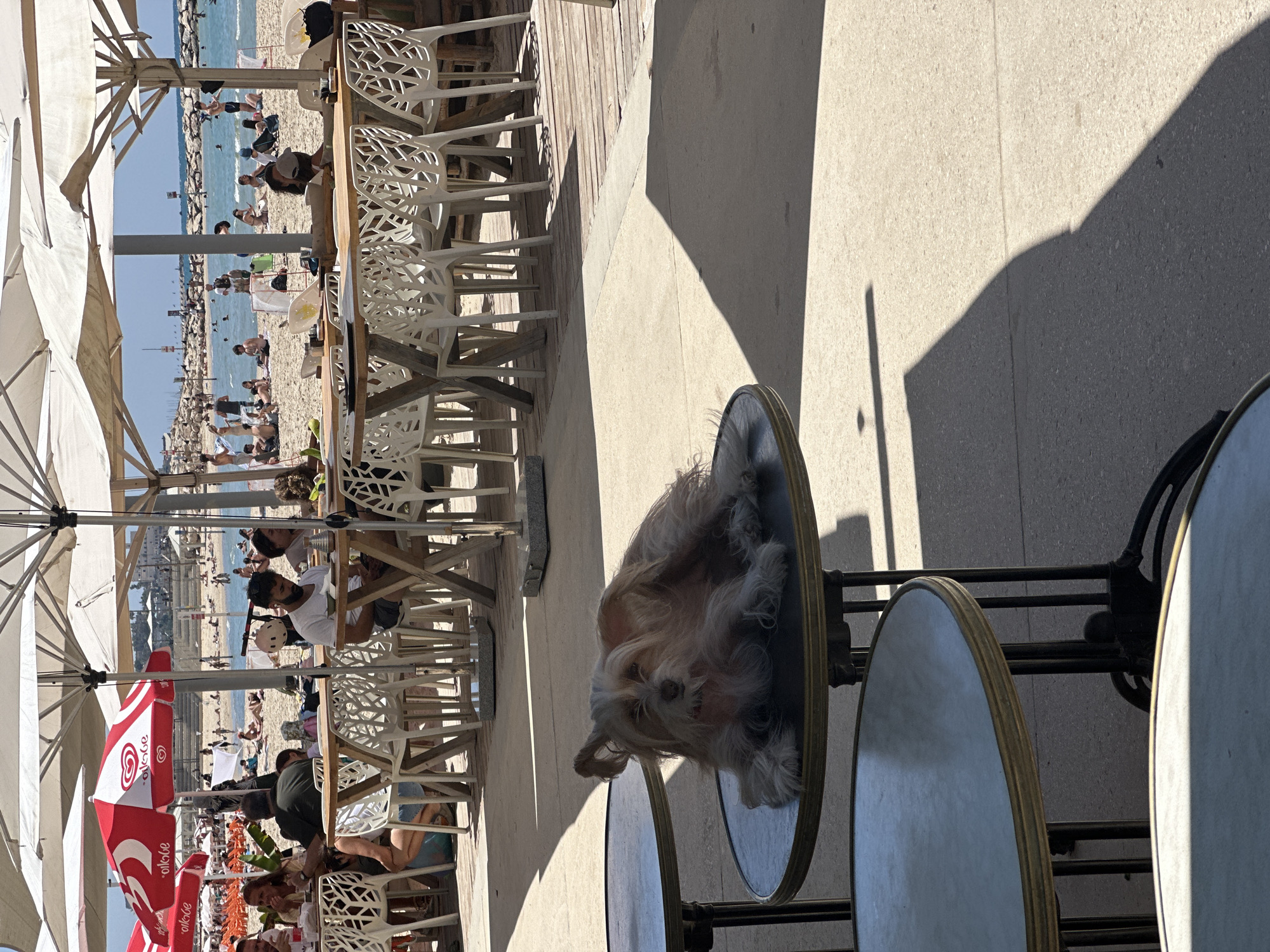 This vibrant image captures a sunny day at a bustling beachside cafe in Tel-Aviv, Israel. In the foreground, a small, long-haired dog, possibly a Shih Tzu, is comfortably resting or sleeping on a round cafe table, its fur a mix of light brown and gray tones. The dog faces towards the viewer, seemingly relaxed amidst the activity.
The setting is an outdoor cafe or restaurant with multiple white, patterned plastic chairs and round tables, some occupied by people enjoying the warm weather. Large white and red umbrellas provide shade, with the red ones clearly displaying the text "Olloloe" and a heart logo, likely an ice cream brand.
Beyond the cafe, a wide sandy beach is teeming with people. Individuals are seen sunbathing, strolling along the shore, and swimming in the clear blue sea. A long breakwater, constructed from rocks, extends into the water in the distance, with a mast or pole visible further out. The bright sunshine casts distinct, long shadows across the concrete ground of the cafe area, indicating a time of day with strong overhead light, likely late morning or early afternoon. The overall scene conveys a sense of relaxation and leisure typical of a summer day by the Mediterranean Sea.