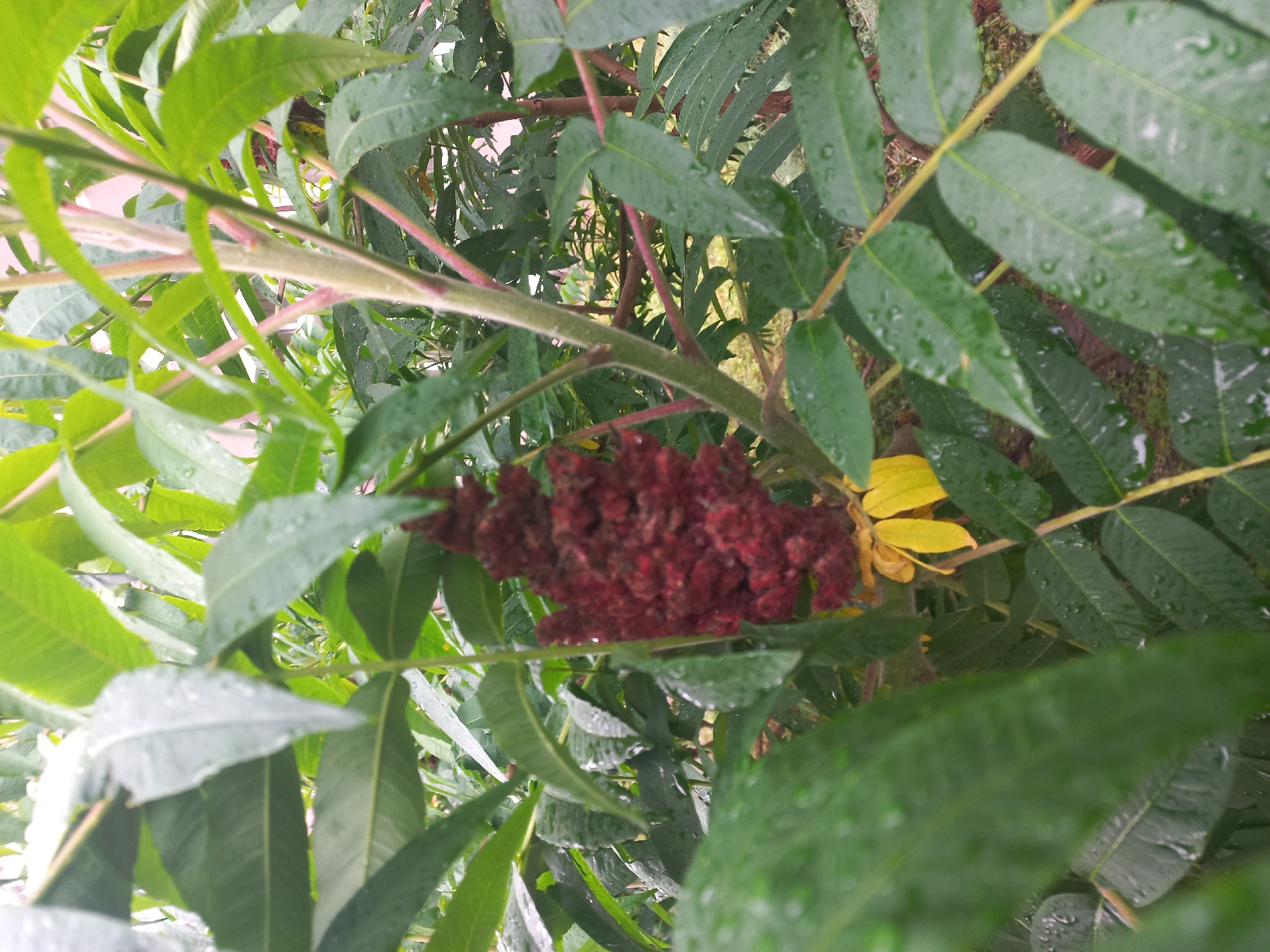 The image shows a close-up of a sumac plant, likely Staghorn Sumac (Rhus typhina), as evidenced by the elongated compound leaves and the dense, velvety, dark red fruit cluster. Some of the leaves appear to be turning yellow, suggesting the onset of autumn. The plant is covered in water droplets, possibly from rain. The image does not contain any information to pinpoint the location within Kyiv, Ukraine or any evidence of people, actions, or interactions. The focus is solely on the botanical elements of the sumac plant.