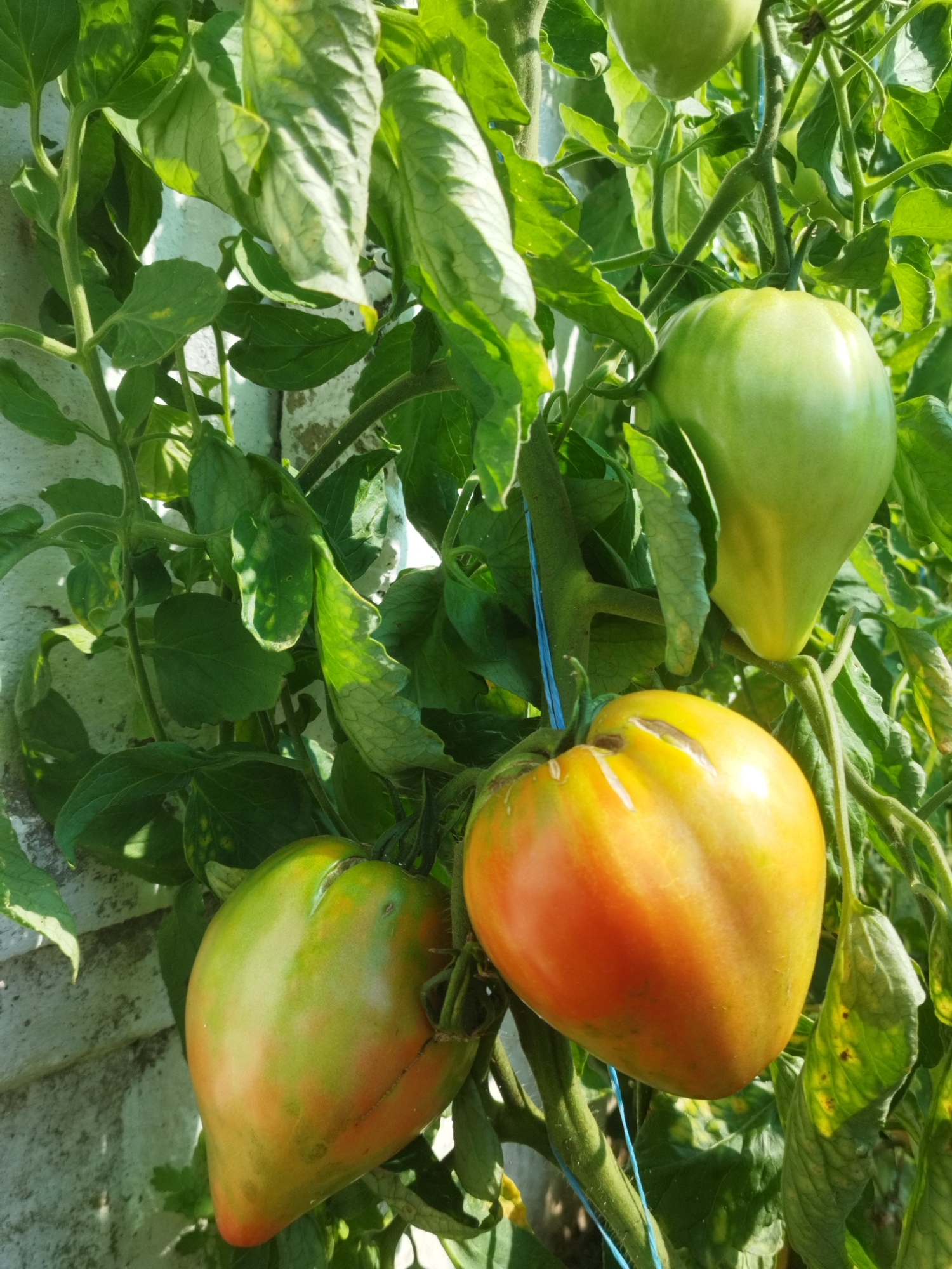 A close-up, eye-level shot captures a cluster of unripe and partially ripe tomatoes growing on a vine. Three large tomatoes are prominent: one at the top right is a uniform, pale green. Another, positioned in the center right, displays a gradient from green at the top to a vibrant yellow-orange at the bottom, with a visible crack near the stem. The third tomato, in the lower left quadrant, is mostly green with reddish-pink blush near its base and a slight split. The tomatoes are surrounded by lush green leaves, some of which show signs of yellowing or minor damage. The background is a slightly out-of-focus white, textured surface, possibly a wall. A thin blue string is visible, supporting the vine. The lighting suggests it is daytime with direct sunlight creating highlights and shadows. The image appears to have been taken outdoors in a garden or allotment in Bucharest, Romania.
