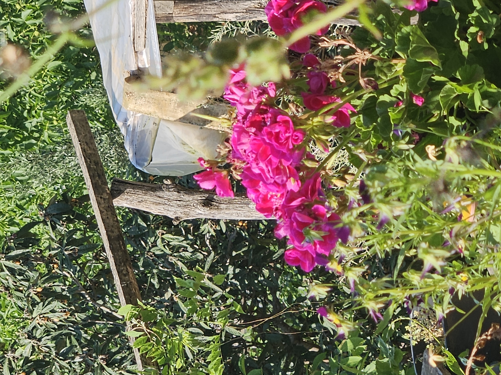 The image depicts a sunlit outdoor scene, likely a garden or cultivation area, situated in Tire, Turkey. In the immediate foreground, a cluster of vibrant pink geraniums (Pelargonium) is prominently displayed, with multiple blossoms in various stages of opening, accompanied by their characteristic green, lobed leaves. Below and to the left of the geraniums, blurred green stalks with smaller, light-colored flowers, possibly violas or pansies, are visible. In the midground, a rudimentary structure constructed from unpainted, weathered wooden planks and posts is present. This structure is partially covered by a translucent, somewhat opaque white plastic sheet, suggesting a makeshift shelter, greenhouse, or cold frame. Directly behind this structure and extending into the background, dense green foliage dominates the scene. Specifically, a tree with dark green, oblong leaves and small, oval-shaped, orange-brown fruits, consistent with loquats (Eriobotrya japonica), is visible in the upper left quadrant. The lighting is bright and natural, indicating direct sunlight and casting subtle shadows. No individuals or animals are present in the frame.