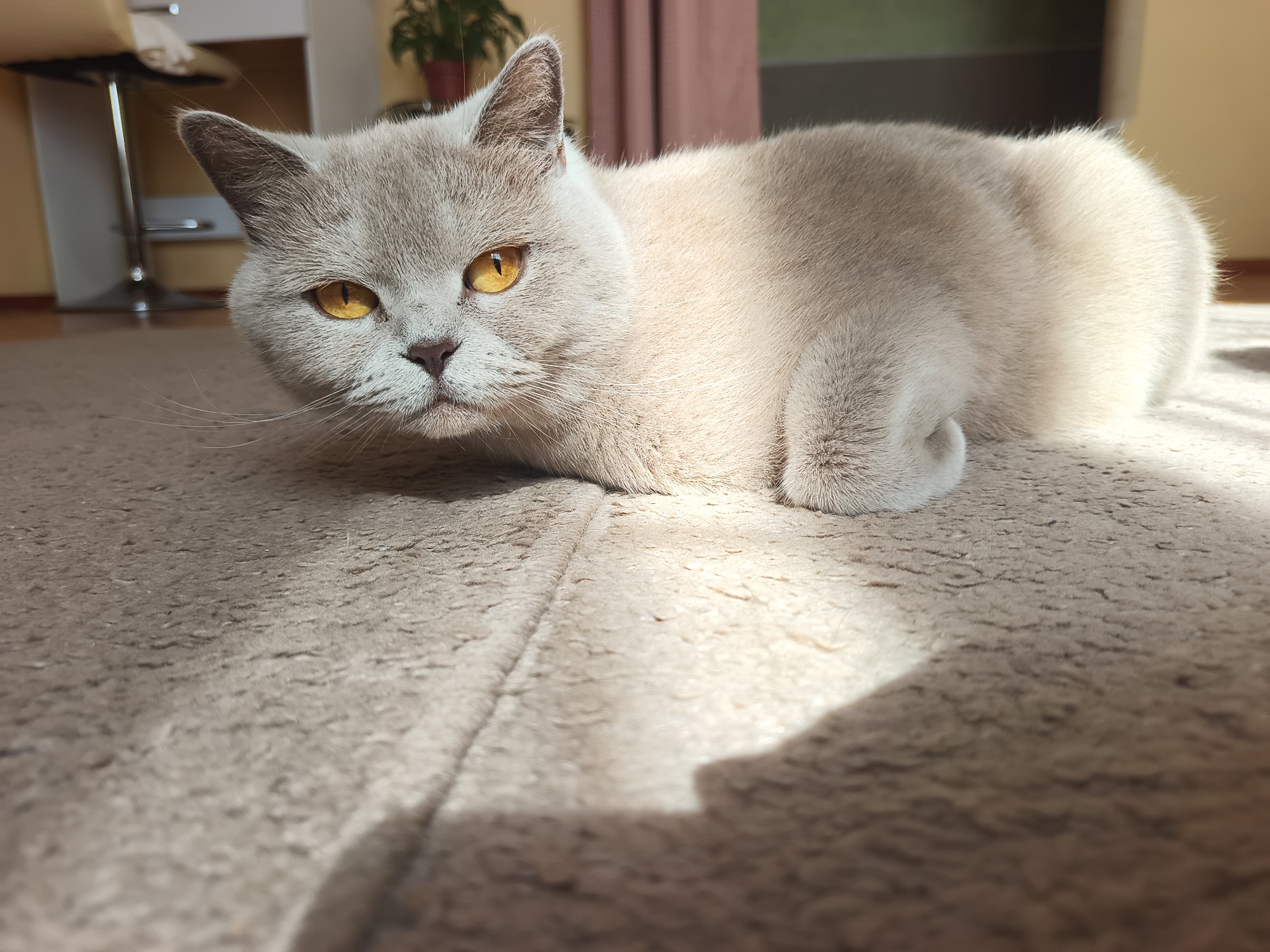 A light grey cat with yellow eyes is lying on a beige carpet. The cat is looking towards the camera. The background is blurred, but shows a room with furniture and a plant. There is a shaft of sunlight illuminating the carpet and the cat. The image was taken indoors in a domestic setting. No specific location in Ternopil, Ukraine can be identified.
