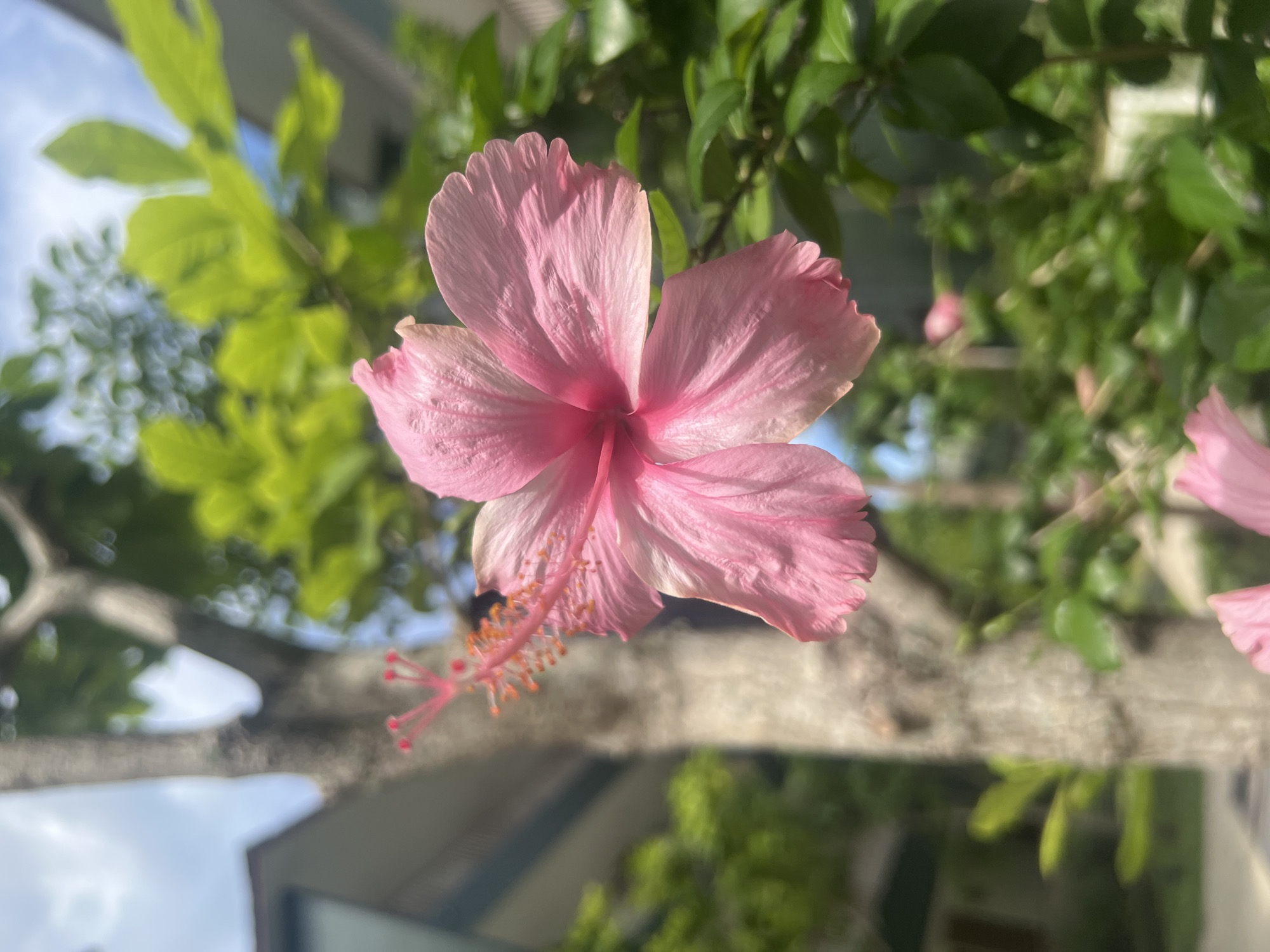 A close-up, low-angle shot captures a vibrant pink hibiscus flower in the foreground, with its stamen prominently displayed. The flower's petals are delicately textured and appear to be slightly unfurling. In the background, a large tree trunk with rough bark stands to the left, partially obscured by the flower. Lush green foliage and parts of a building are visible behind the tree and flower, suggesting an outdoor setting. The scene appears to be in a tropical environment, consistent with the city of Ko Samui District, Thailand, likely in a garden or courtyard area given the presence of the building and manicured greenery. The lighting suggests it is daytime, with soft sunlight illuminating the flower and foliage.