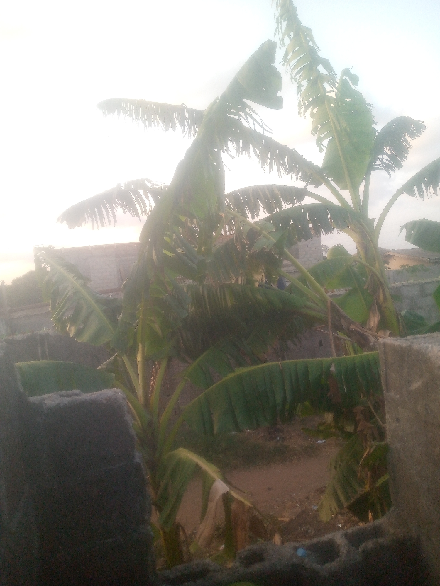 The image shows a scene in an urban environment. In the foreground, there are cinder blocks suggesting an incomplete or ongoing construction. Three banana trees dominate the view with large green leaves, two of which are tilted. In the background, there are buildings or structures made of cement or brick. The ground area is a mix of dirt and vegetation. The sky appears bright, possibly indicating sunrise or sunset.