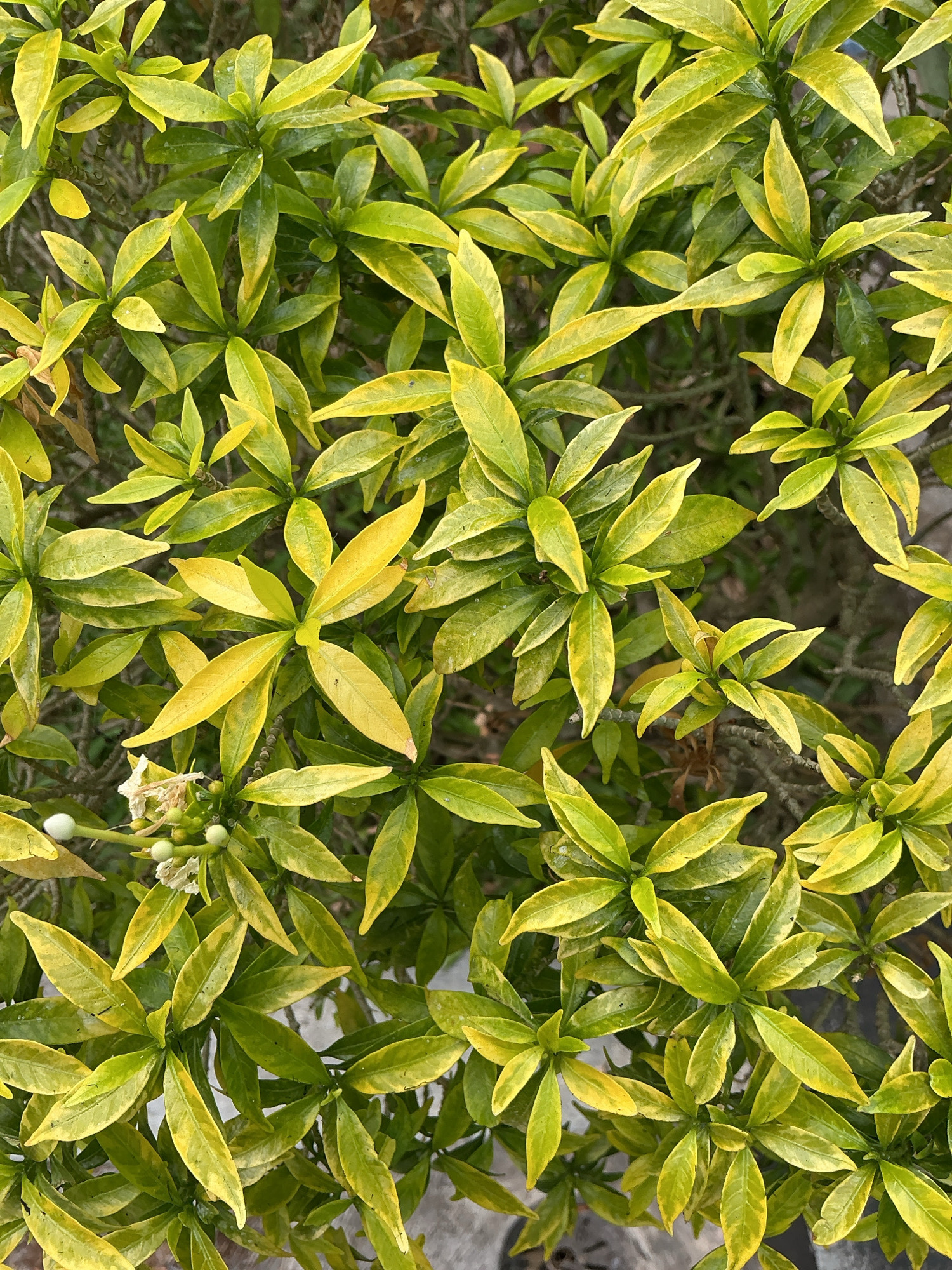 A top-down close-up shot showcases a dense arrangement of glossy, variegated green and yellow leaves of a plant, possibly in a garden setting within the city of Magelang, Indonesia. The leaves are pointed and appear to be arranged in whorls around thin stems. Some of the leaves exhibit a distinct yellow variegation, adding a splash of color to the overall green foliage. In the lower left portion of the image, a small cluster of delicate white flowers and a few pale green buds are visible. The background is a soft blur of darker greens and grays, suggesting a natural, outdoor environment, possibly with other vegetation or soil visible. The lighting is even, highlighting the texture and sheen of the leaves.