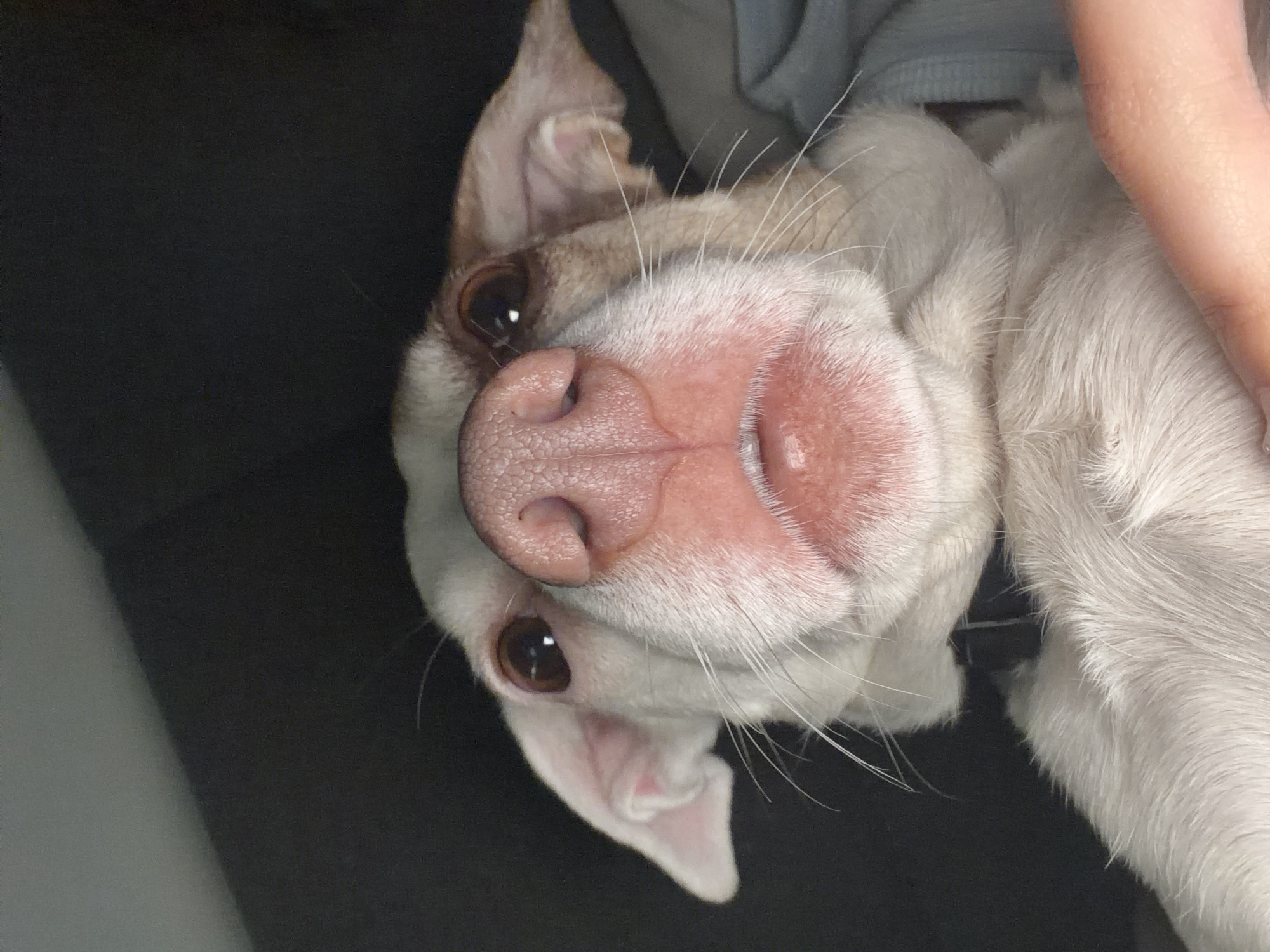 An extreme close-up, low-angle shot captures the head of a small, short-haired domestic dog, positioned in the foreground and centered within the frame. The animal is predominantly white with light brown fur patches around its brown eyes and ears. Its large, pink, textured nose is prominent and fills the central portion of the image, appearing moist. The dog's mouth is slightly open, revealing a pink lower lip and a small portion of the gum line. Long, white vibrissae (whiskers) extend from its muzzle. Both floppy ears, light pink in coloration, are partially visible on either side of the head. A dark-colored collar is visible around the dog's neck. A human hand, with light skin tone, is visible in the bottom right corner, providing support to the dog. A light blue fabric, possibly part of clothing or a blanket, is also visible on the right side of the frame, suggesting the dog is being held or resting on a person. The background is dark and out of focus, with a lighter grey area in the upper left, indicating an indoor environment or low-light conditions. The scene is located in Sofia, Bulgaria.