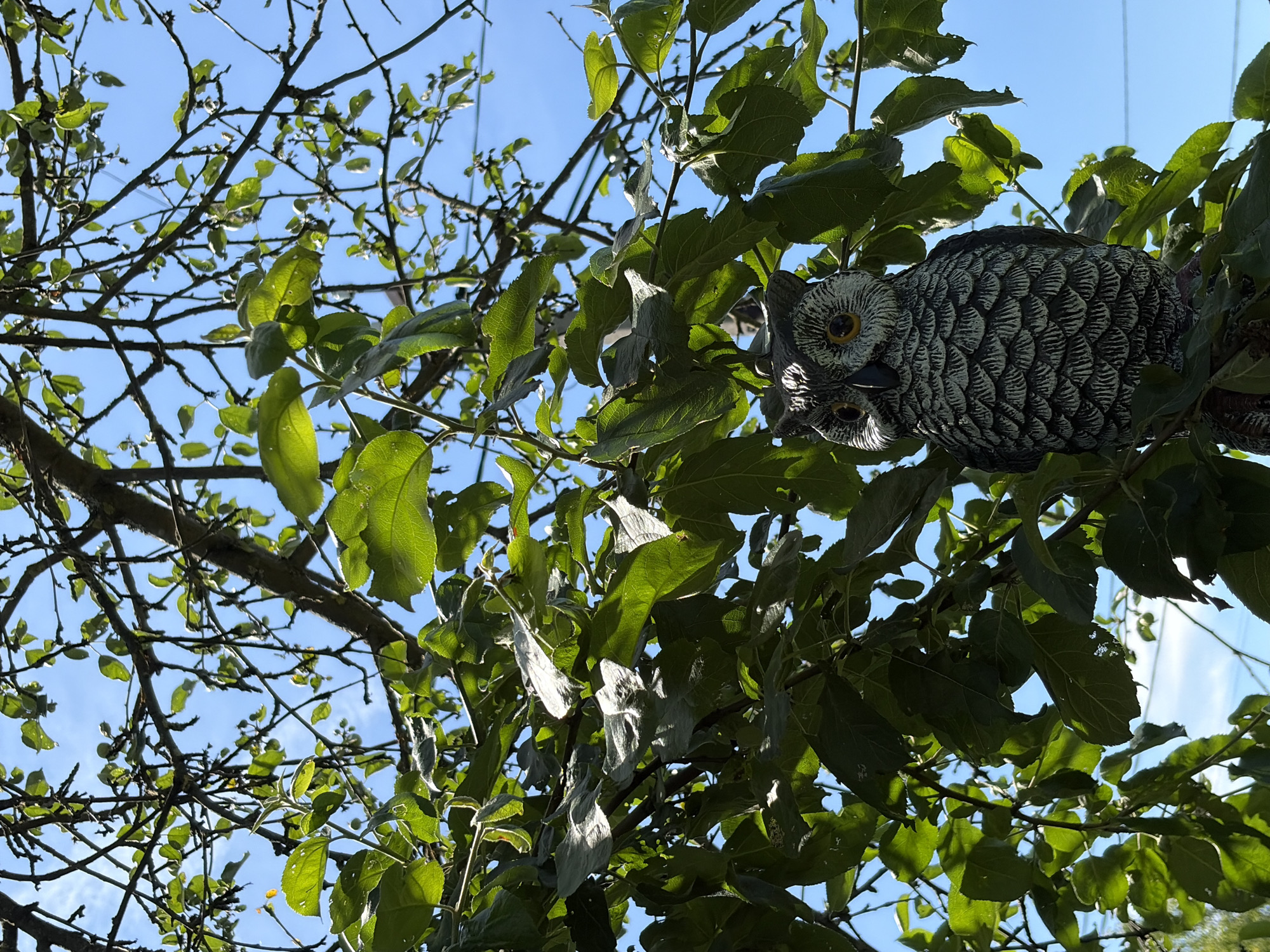The image captures a close-up, eye-level view of a decorative owl figurine perched on a tree branch amidst lush green foliage. The owl, rendered in shades of gray and white with yellow eyes and a black beak, is the central subject, its textured feathers detailed. The tree branches, some bare and others adorned with vibrant green leaves, create a natural backdrop. Sunlight filters through the leaves, casting dappled shadows and highlighting the textures. In the distance, a clear blue sky provides a stark contrast to the greenery. The scene is likely outdoors in a natural setting, possibly a garden or park, and the style of the owl suggests it is a decorative garden ornament. The image does not contain any people or discernible human activity.