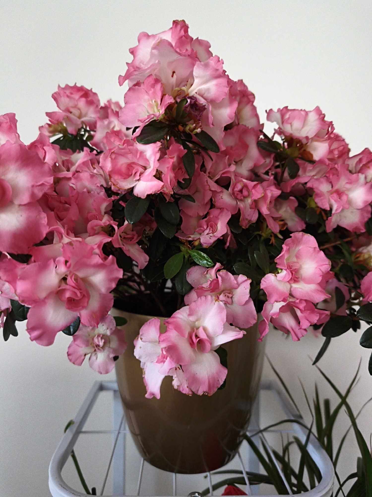 A close-up shot captures a vibrant potted azalea plant with numerous delicate pink and white ruffled flowers against a plain white background. The azalea, densely packed with blooms, sits in a smooth, metallic brown pot, which rests on a white metal shelf. The shelf exhibits a grid-like structure with curved edges. To the right of the pot, thin, green blades of grass are visible, suggesting the plant may be part of a larger display or in a room with other greenery. The lighting is soft and even, creating a gentle illumination that highlights the texture and intricate details of the flowers. The scene appears to be indoors, likely in a domestic or commercial setting, possibly a home or a flower shop. There is no indication of a specific location within the city of Most, Czechia, or any signs of urban environment. The image is a still life composition, focusing solely on the beauty of the flowering plant.