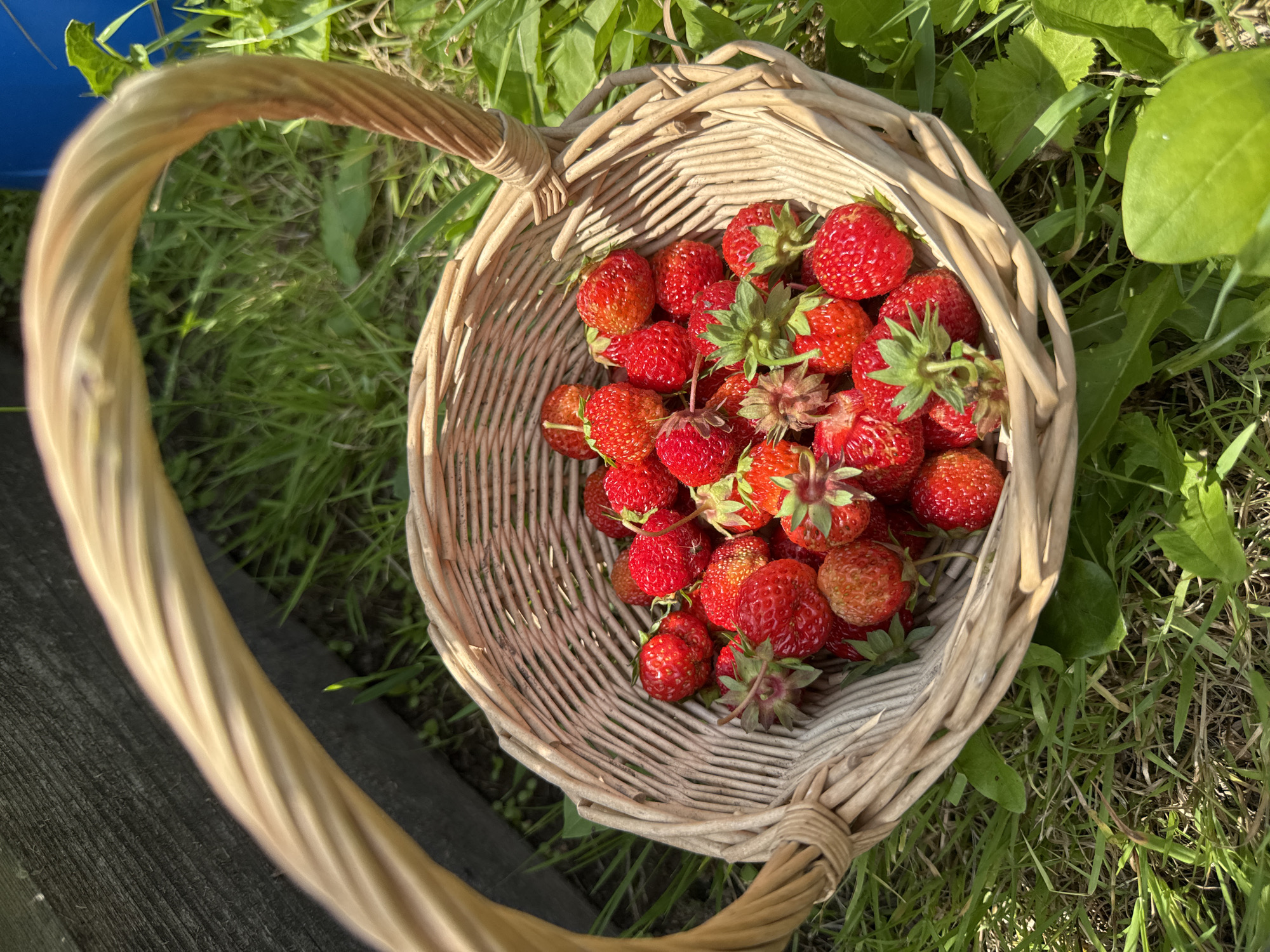 A woven wicker basket overflowing with ripe, red strawberries sits on green grass. The basket has a rounded handle. In the background, a dark wooden structure is visible to the left, and a bright blue object, possibly a bucket, is partially visible to the right. The scene appears to be outdoors, likely in a garden or yard, under natural sunlight. The city of Мичуринское, Russia is mentioned as the location, suggesting a rural or semi-rural setting.