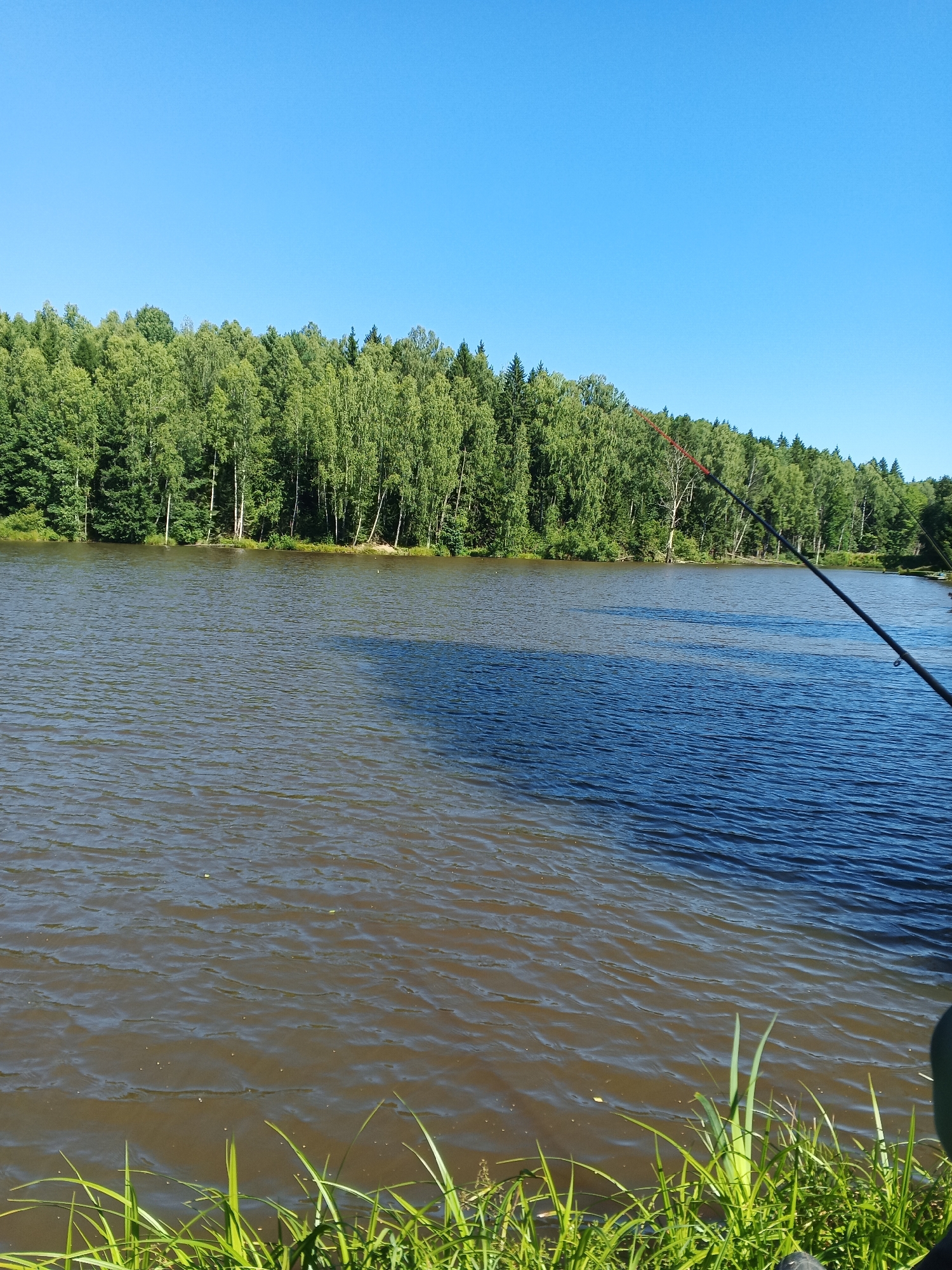 A bright, clear day with a vibrant blue sky illuminates a serene natural landscape. The foreground is dominated by the calm, rippling surface of a lake. The water transitions from a murky brown near the shore to a deep, clear blue further out, creating a distinct visual divide. Tall green grass grows along the immediate bank, providing a lush border to the scene.
Across the lake, a dense line of trees forms a natural, verdant wall. The forest is a mix of deciduous trees with bright green leaves and darker evergreen pines, creating a textured canopy. The trees stretch horizontally across the image, with a few taller pines interspersed amongst the lighter foliage.
In the middle ground, a fishing rod extends from the right side of the frame, its tip angled towards the water. The rod is dark with a subtle red accent near the tip. A shadow of the trees stretches across the lake, a dark diagonal line contrasting with the sunlit water. The scene appears to be a quiet, natural setting, possibly a park or recreational area. The image was captured in Zheloba 2, Russia.