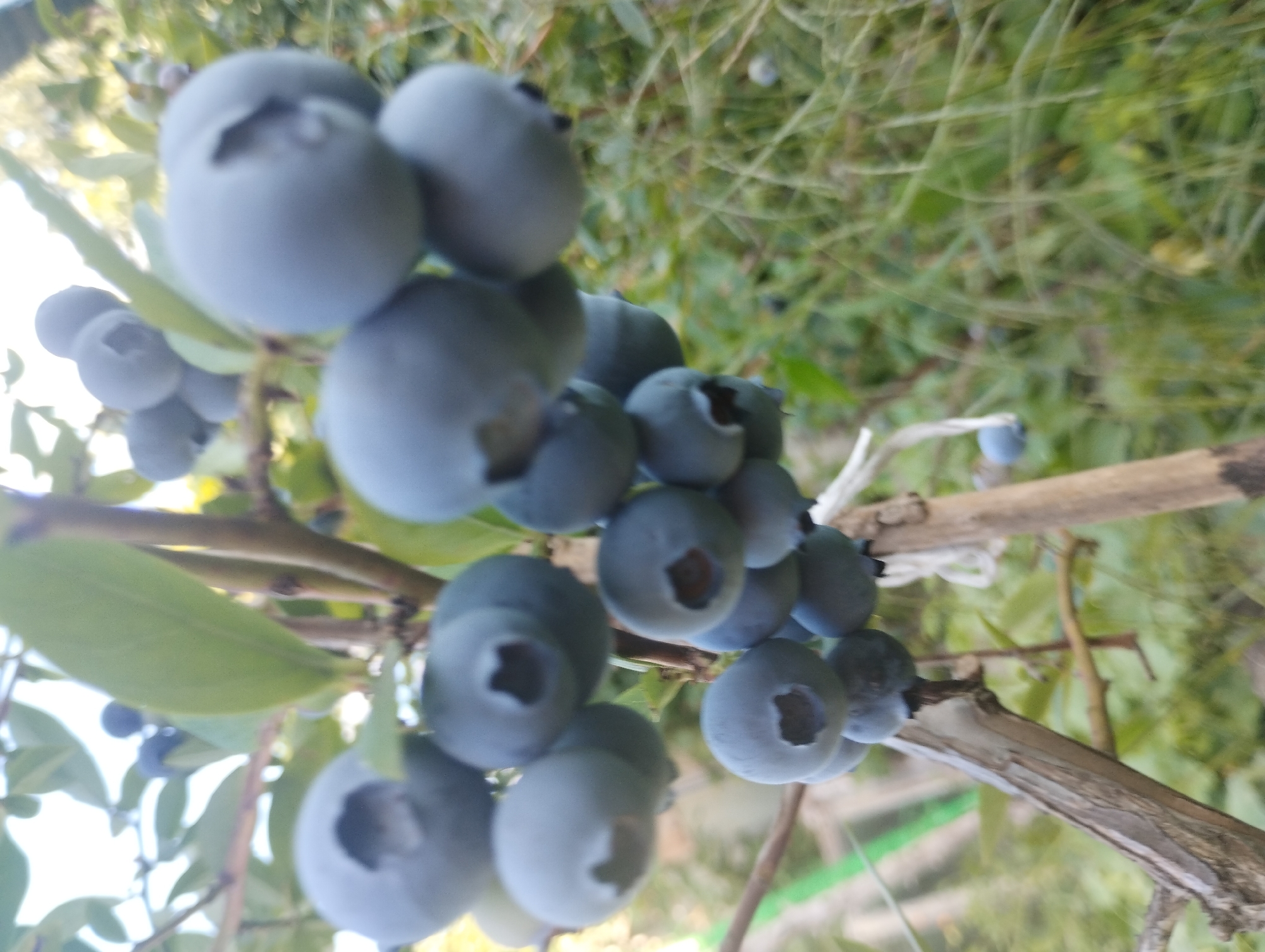 The image is a close-up shot of a blueberry bush with numerous ripe blueberries. The blueberries are clustered together on branches, with some in sharp focus and others slightly blurred. The colors are dominated by shades of blue and green, with the background showing out-of-focus foliage and possibly the sky. The lighting suggests it might be daytime, with natural light illuminating the scene. The location in the city of Sumy, Ukraine, is not discernible from the visual information provided in the image itself.