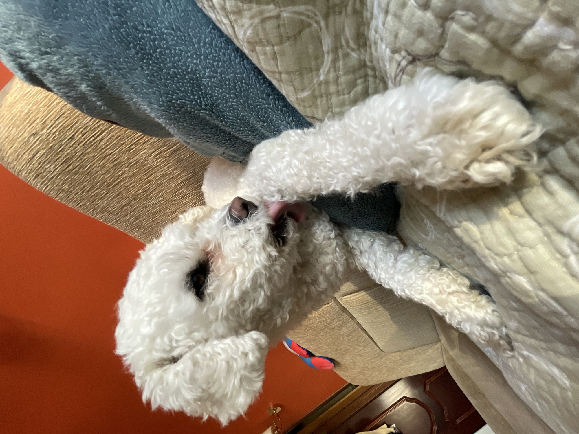 A white, curly-haired dog is resting on a tan upholstered sofa with a quilted blanket and a blue pillow. The dog's head is turned to the left, and its paws are crossed. The background is an orange wall. The location in Yekaterinburg, Russia cannot be determined from the image.